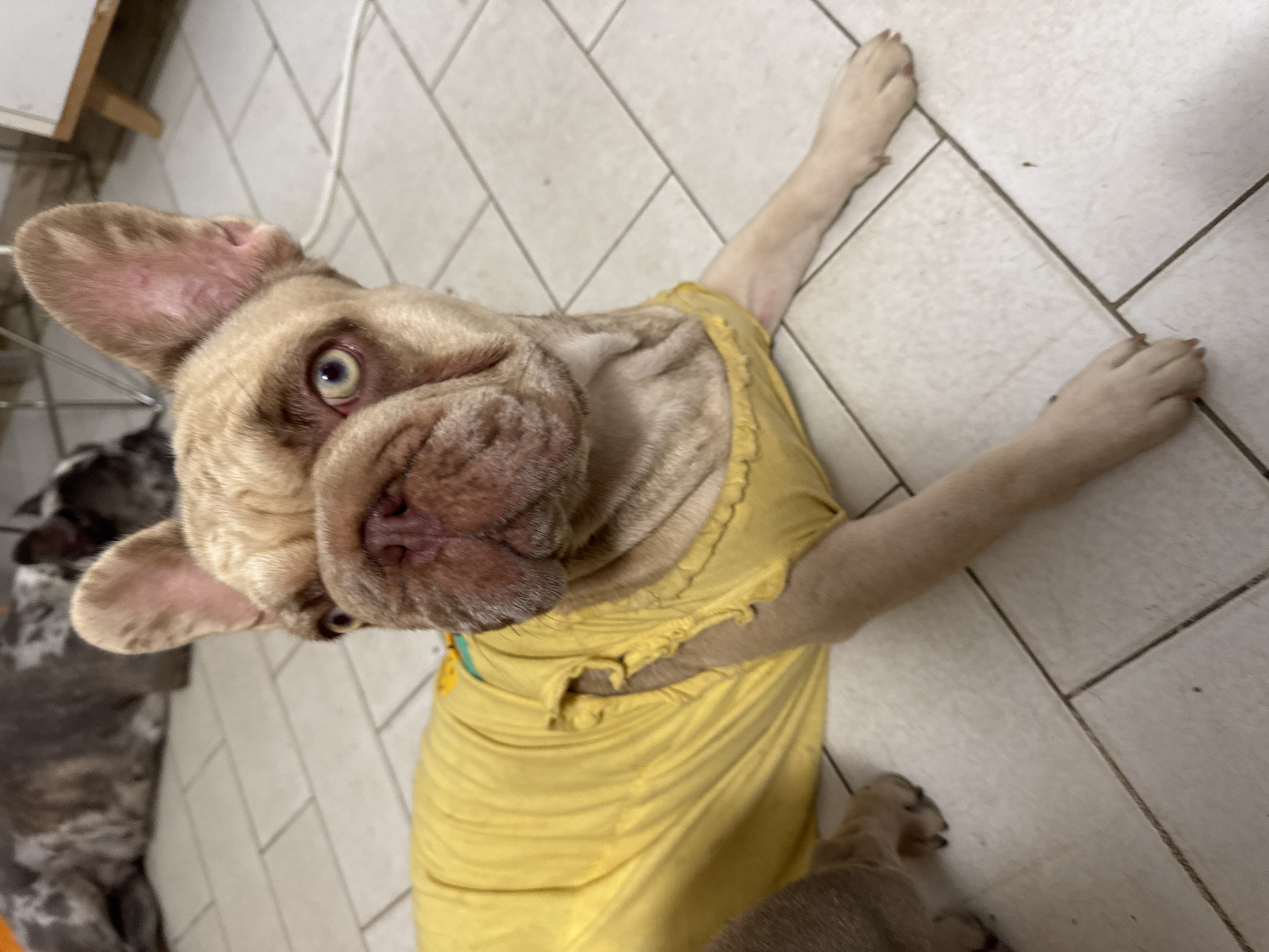 A fawn French bulldog wearing a yellow t-shirt is lying on a tiled floor. The dog is facing the camera with its head tilted slightly to the left. Its eyes are a striking light blue color. In the background, out of focus, are other French bulldogs. The environment appears to be indoors, possibly a home or a pet-friendly establishment. There are no discernible landmarks or elements that would suggest a specific location within San Benedetto del Tronto, Italy.