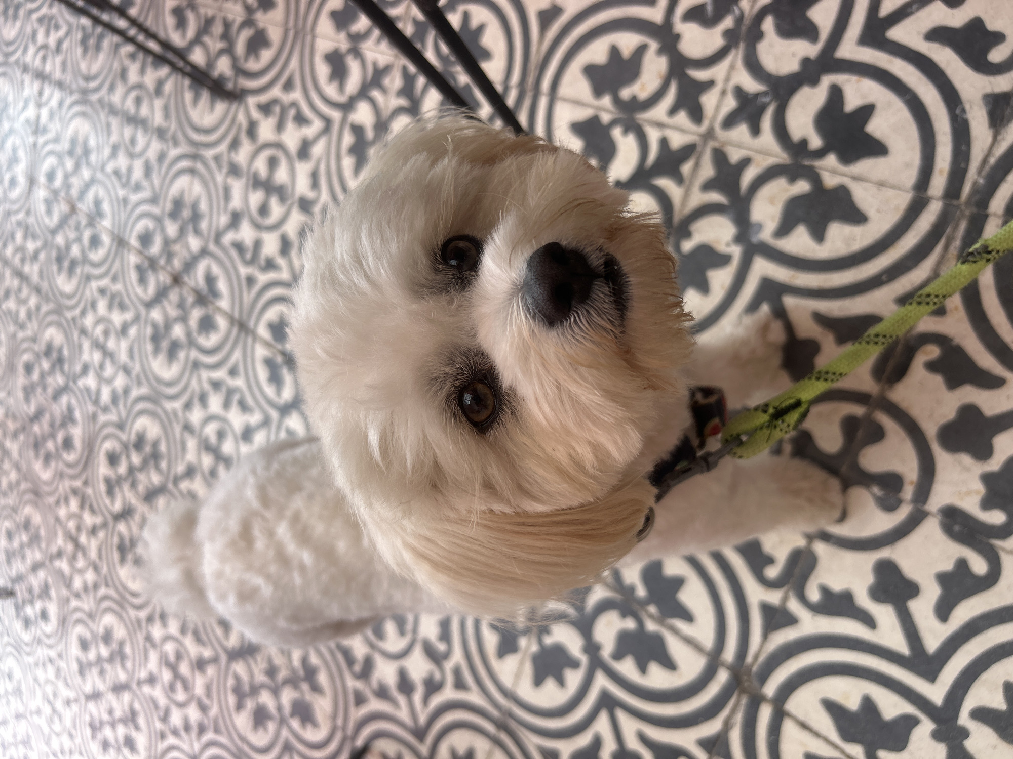 A white, fluffy dog with a black nose and brown eyes stands on a patterned tiled floor. The dog is wearing a black collar and a bright green leash. The tiles are white with a repeating grey pattern. The scene appears to be outdoors, possibly on a patio or walkway, given the lighting and the visible legs of a chair in the upper right corner. There are no people visible in the image. The focus is on the dog, which is looking directly at the camera.