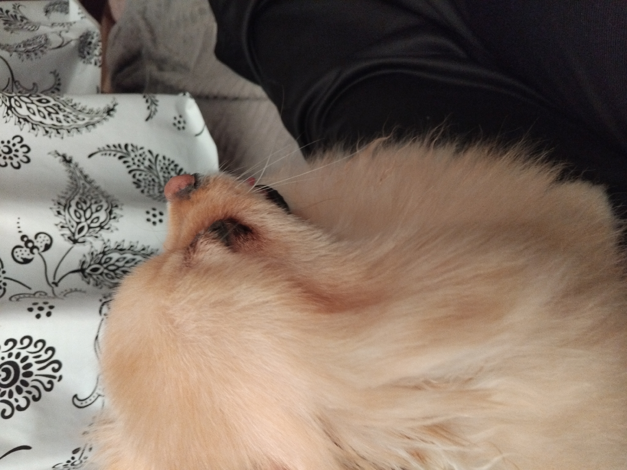 A close-up, top-down shot shows a fluffy, light-colored dog's face, mostly obscuring its body. The dog's nose and one eye are visible, with the eye appearing somewhat closed and possibly irritated. The dog is resting on a dark, wrinkled surface, likely fabric, which could be clothing or bedding. In the background, a white cloth with a black paisley-like pattern is draped. The scene appears to be indoors, in a domestic setting. The specific location in Apriltsi, Bulgaria is not determinable from the provided image.