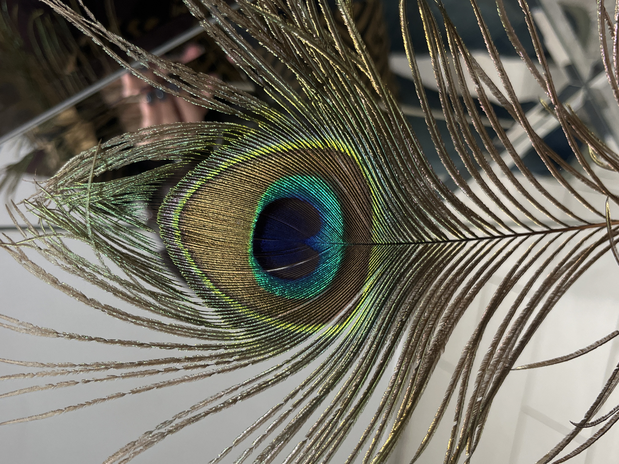 The scene depicts a detailed, close-up view of a single peacock feather, positioned vertically with its central rachis visible. The feather's characteristic "eye" pattern dominates the center, exhibiting an iridescent color scheme: a dark blue center, encircled by vibrant teal and emerald green, which transitions into an outer ring of metallic gold and bronze. The individual barbules extending from the rachis show a shimmering, greenish-brown hue, particularly towards the right side of the feather.
The background is bifurcated. The upper-left portion of the image features a plain, light grey, non-reflective surface. The lower-right portion displays a dark, reflective surface, likely a mirror, which contains blurred reflections. Visible within these reflections are a human hand, featuring dark-painted fingernails and a ring on one finger. Further indistinct, dark, and geometric patterns are also reflected, suggesting a person or objects within the immediate environment. No direct actions or interactions involving the feather are captured. The event is located in the city of Neftekamsk, Russia.