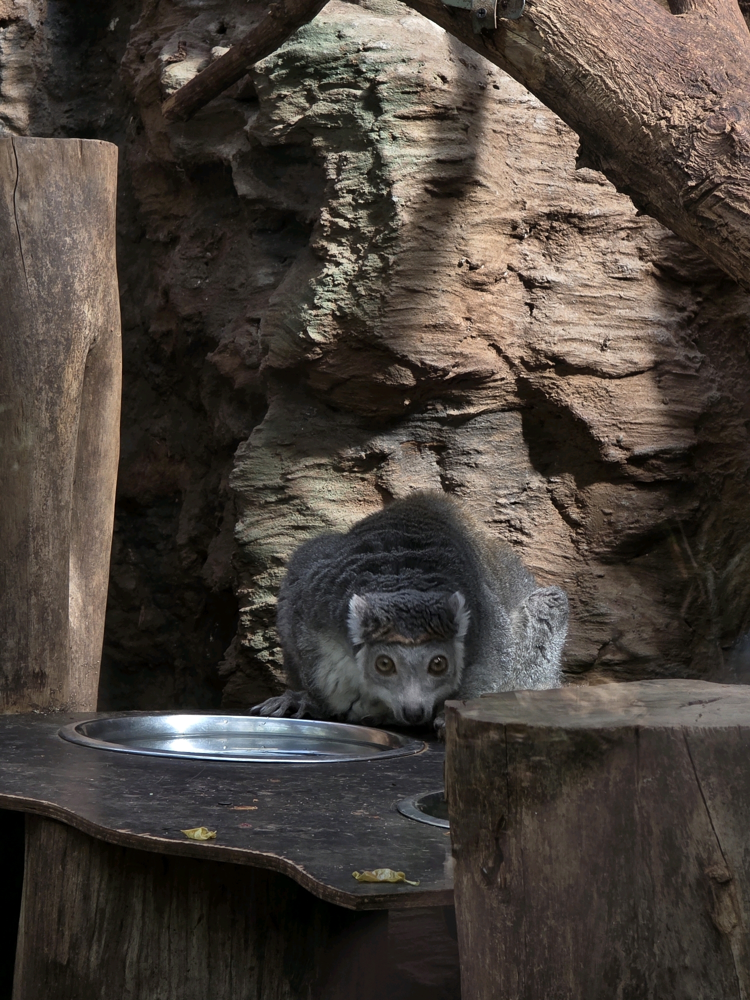 A lemur is depicted in an enclosure, possibly at the Wrocław Zoo in Poland. The lemur is gray and appears to be looking down at a metal bowl filled with water. The enclosure features a rocky wall in the background and wooden structures, including posts and a large log. The lighting is dim, with shadows cast by the environment. The overall scene suggests a naturalistic habitat designed for the animal.