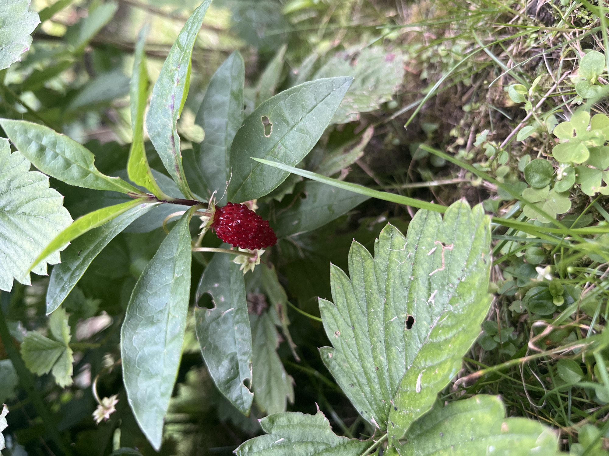 A close-up, eye-level, vertical shot showcases a single, ripe wild strawberry with its characteristic red, bumpy surface, prominently positioned in the center. The berry hangs from a thin stem, surrounded by lush green foliage. Several leaves of varying sizes, some with small holes, frame the central subject. The background consists of more greenery and dappled light, suggesting an outdoor, natural setting. The scene is consistent with a natural area, potentially a park or garden, in Tarasovka, Russia.