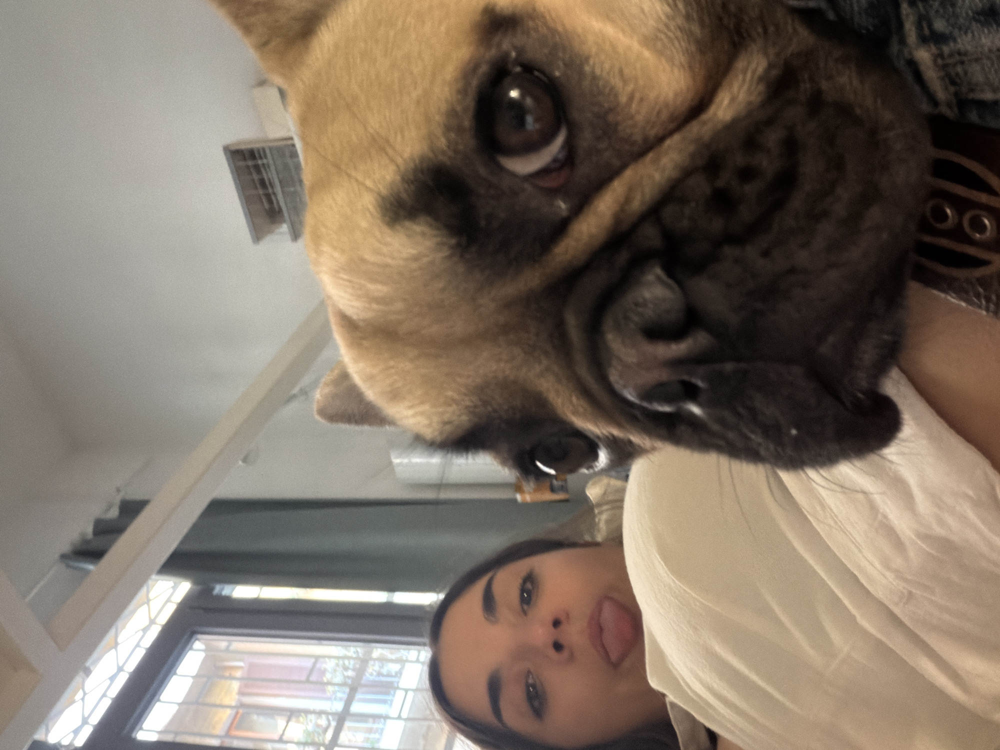 A low-angle, close-up shot depicts a woman and a French Bulldog. The woman is facing the camera and sticking out her tongue. She has dark hair and fair skin, and wears a light-colored shirt. The dog is positioned above her, taking up a significant portion of the frame, with its large face and dark eyes dominating the view. The background shows a window with multiple panes, suggesting an urban environment, with a view of trees and buildings outside. The interior also reveals elements of a building structure, including ceiling beams and an air conditioning unit. Based on the architectural details and the presence of the window, the location is suggestive of an apartment in Milan, Italy.