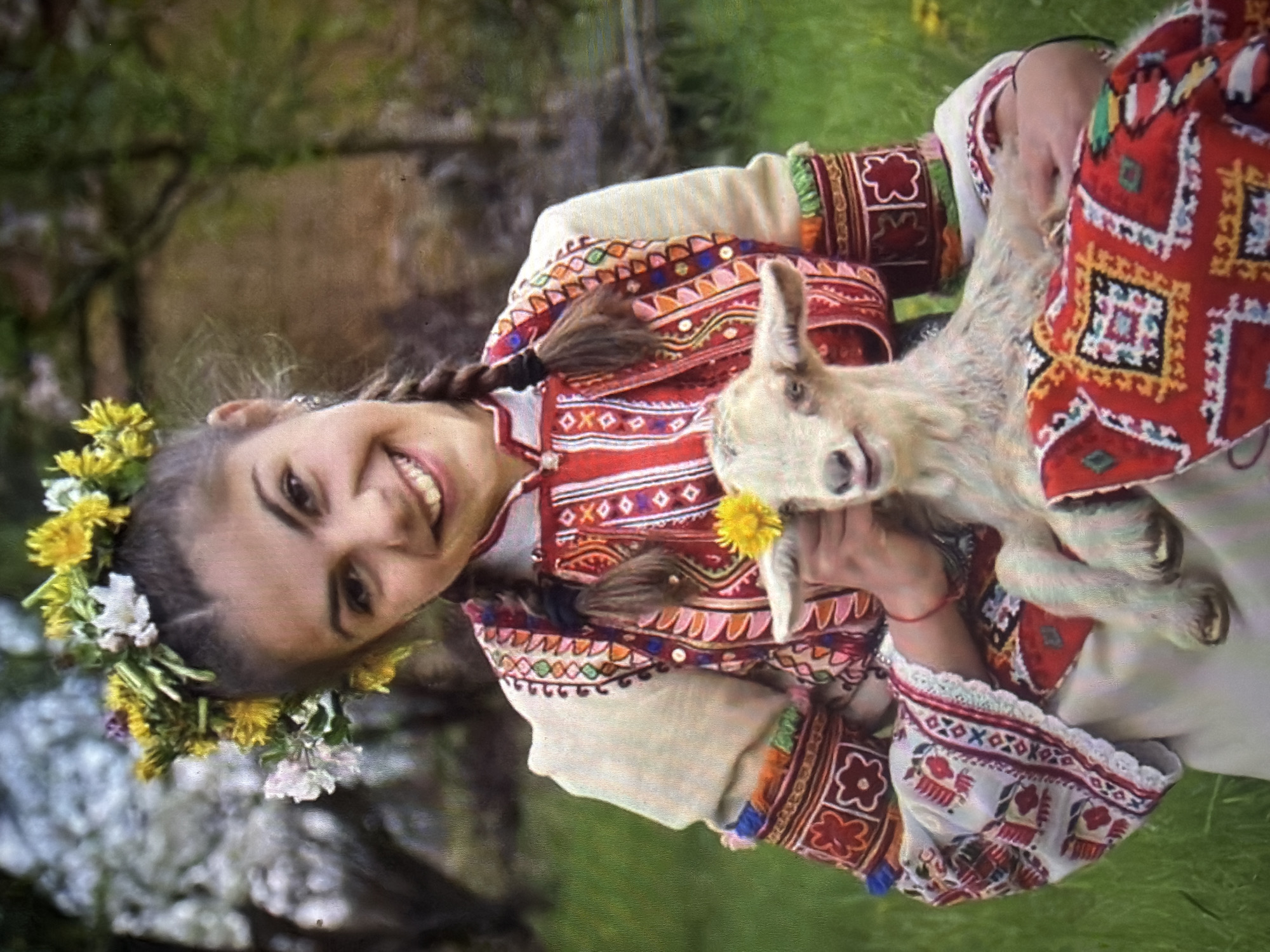 A young woman, likely of adolescent age, is seated outdoors, holding a light-colored baby goat. She has dark hair styled in two braids that rest over her shoulders, and wears a wreath of yellow dandelions and white flowers on her head. She is smiling broadly, revealing her teeth, and has small earrings visible. Her attire consists of traditional Bulgarian folk clothing: a long-sleeved white tunic-style top with intricate multi-colored embroidery featuring geometric and floral patterns on the sleeves and shoulders, and a red sleeveless garment with white, yellow, and black geometric embroidery worn over it. A red textile with white, yellow, blue, and black geometric patterns is draped across her lap. She holds a single yellow dandelion flower near the goat's head. The baby goat has light fur and appears to be looking towards the viewer with its mouth slightly upturned, creating a smiling appearance. The background is blurred, showing green grass in the foreground and out-of-focus trees, some with white blossoms, in the midground, indicating a natural outdoor setting, likely in spring. The location of the scene is Shumen, Bulgaria.