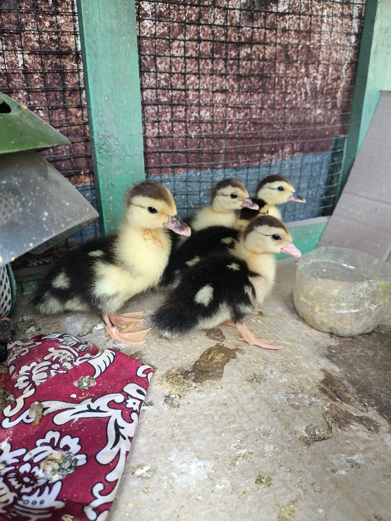 Four fluffy ducklings, two with black and white speckled down and two with mostly yellow down, huddle together in a sheltered enclosure. The ducklings are the main subjects, with their beady eyes and delicate beaks. They are positioned on a concrete floor, which is somewhat dirty with some debris and what appears to be bird droppings. To the left, a piece of red fabric with a white floral pattern is visible, also showing signs of dirt and droppings.
In the background, a wire mesh fence encloses the area, with weathered wooden beams forming the structure of the enclosure. The mesh is set against a rough, textured wall, possibly made of wood or metal, that has a reddish-brown hue. To the right, a clear plastic container, likely a food or water dish, sits on the concrete. It appears to be partially filled with some kind of feed or water.
The lighting suggests it's daytime, but there are no strong indicators of the time of day or weather conditions. The scene appears to be a simple, functional enclosure for young birds, possibly a backyard coop or shelter. The ducklings seem alert and curious, with no obvious signs of distress. The overall impression is one of domesticity and the simple life of young farm animals. No text is visible in the image.