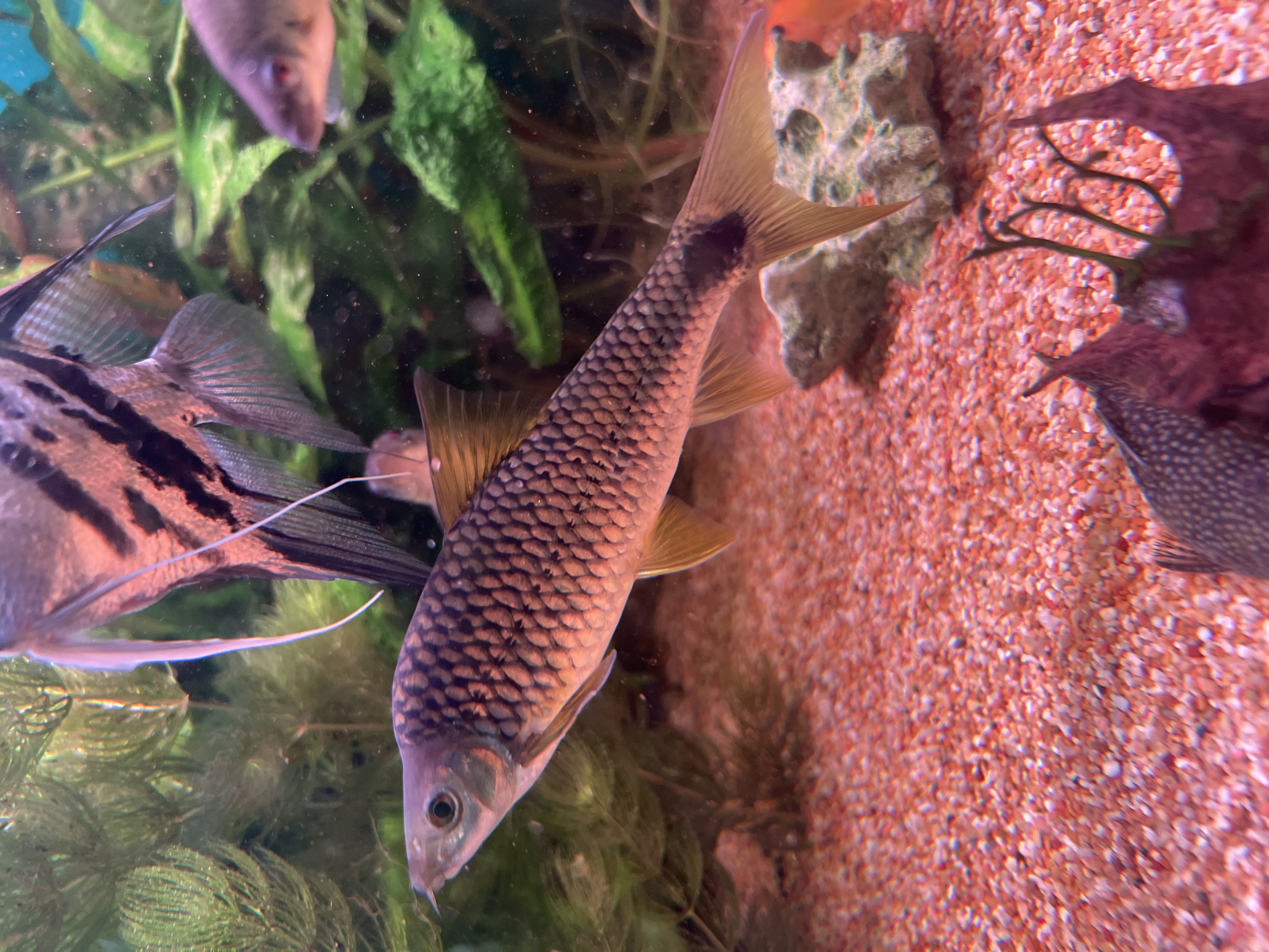 The image depicts an aquarium environment. The main subject is a fish with a patterned body and golden fins, swimming horizontally. In the background, other fish, possibly angelfish, are partially visible, along with aquatic plants and coral. The aquarium floor is covered with small, reddish-pink gravel. The lighting suggests an indoor setting, common for aquariums in public or private spaces. There is no indication of a specific location in Berlin, Germany.