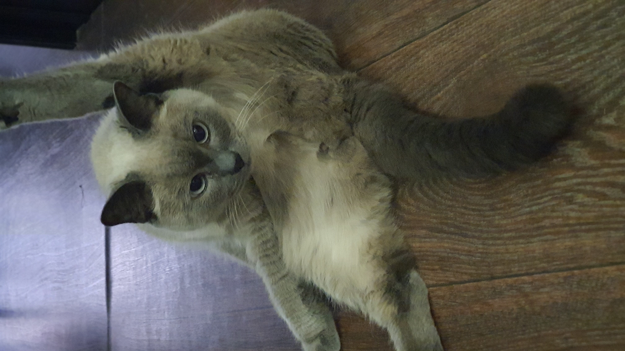 A fluffy, light gray cat with dark gray points on its ears and tail is in a relaxed, somewhat contorted pose on a wooden floor. The cat's front legs are resting on its abdomen, and its hind legs are splayed out. One hind leg is raised vertically, with the paw extended. The cat is looking towards the viewer with large, expressive eyes. The background consists of a blurry, light purple surface and the dark wooden floor. The scene is indoors and appears to be a domestic environment. There is no discernible location in the city of Krasnoyarsk, Russia, or any other specific geographical indicators.