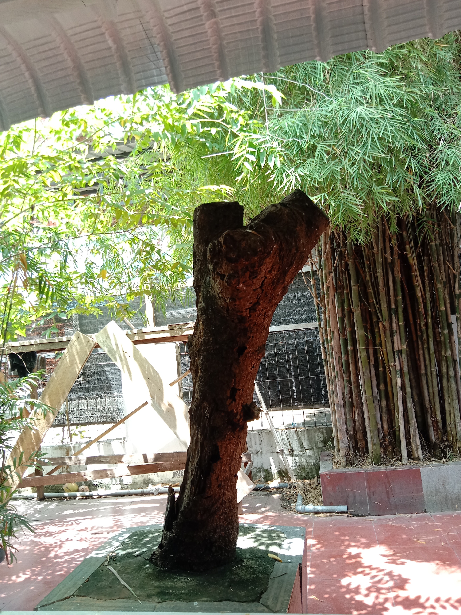 The image depicts an outdoor scene in Lhokseumawe, Indonesia, featuring a dark, trimmed tree trunk in the foreground. Behind the trunk, a dense stand of bamboo shoots grows in a raised planter bed. In the midground, construction or renovation is visible, with wooden beams and white sheeting. A metal fence is situated behind the construction. The flooring is tiled in a red-brown color, patterned by shadows of leaves. A partial roof structure is seen at the top of the frame. Two coconut fruits are seen in the background.