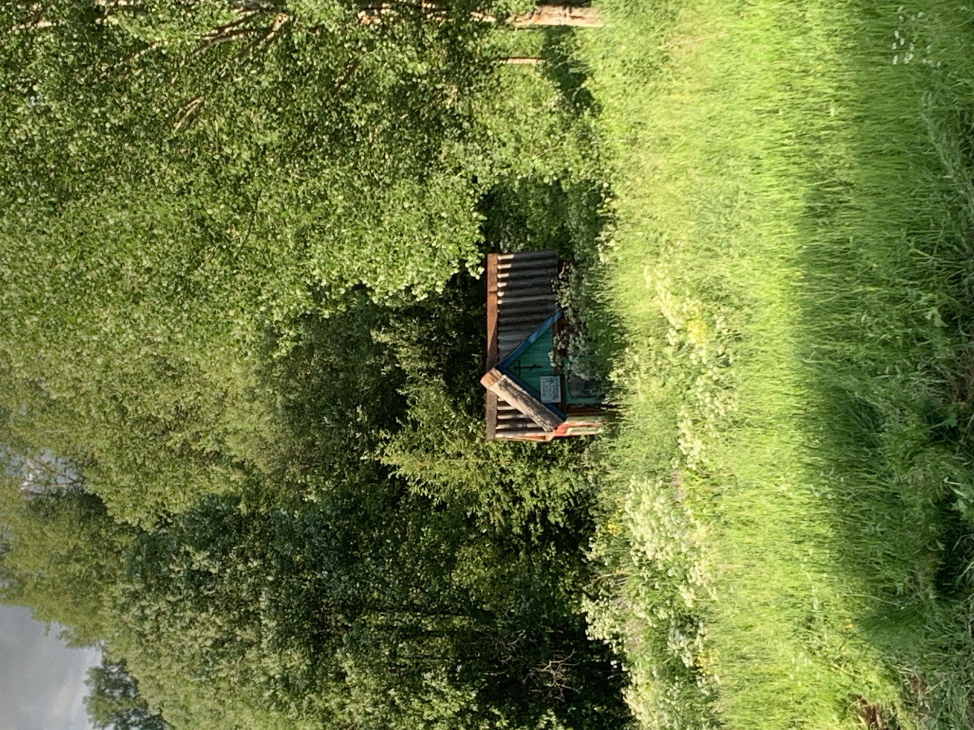 In the village of Svyatitsa, Russia, a small, weathered wooden structure stands amidst a lush, sunlit meadow. The structure appears to be a shrine or small chapel, with a pitched roof covered in corrugated metal. The walls are partially visible, showing remnants of red and teal paint, and a cross is affixed to the front gable. The immediate area around the structure is overgrown with tall green grass and an abundance of white wildflowers. In the background, dense green trees form a natural wall, with sunlight dappling through their leaves. The sky above is a muted gray with hints of white clouds. No people are present in the scene.