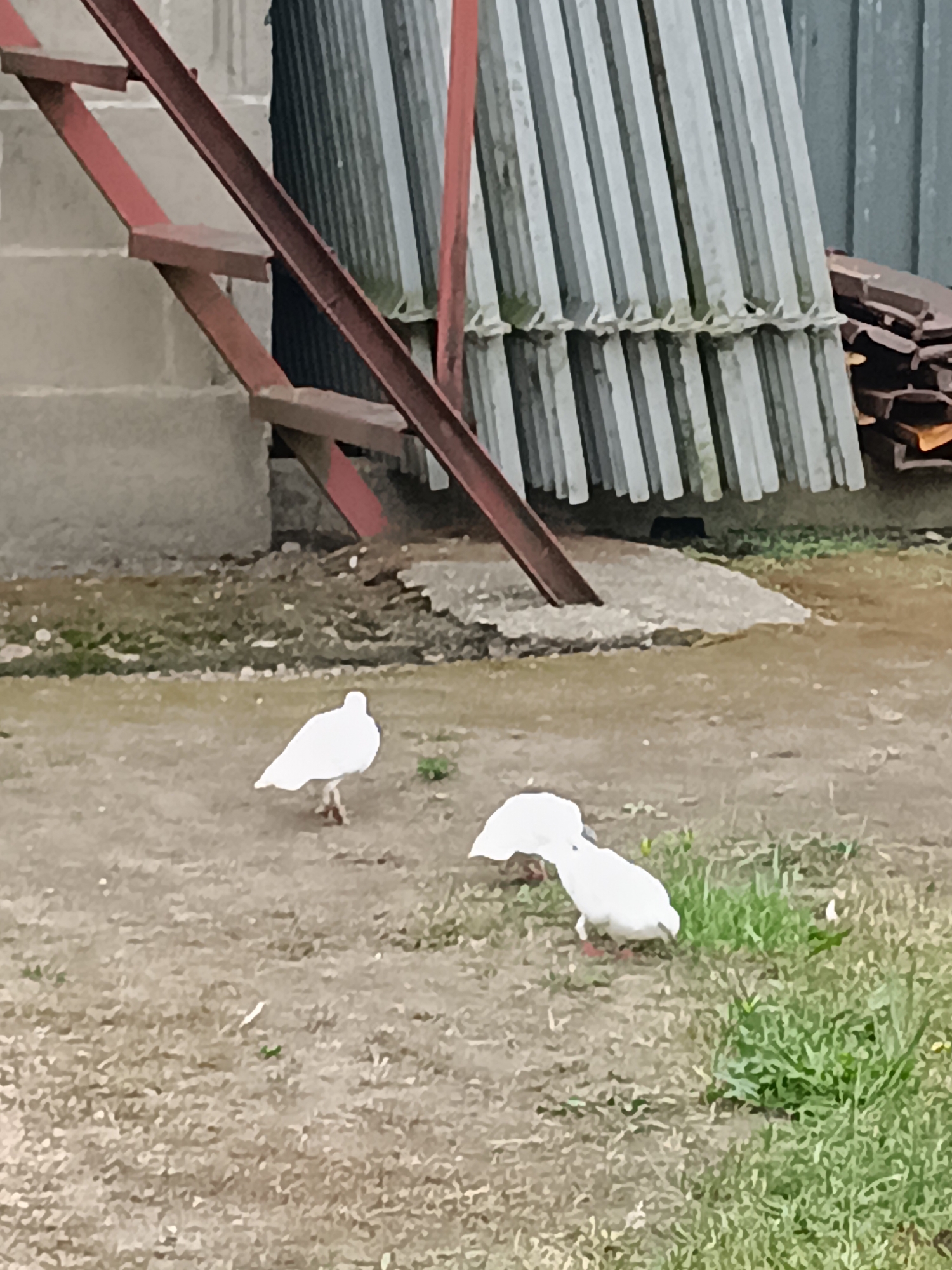 In an outdoor setting, possibly a rural yard or farm, three white doves are the primary subjects. One dove stands upright on the left side of the frame, facing to the right. To the right of this dove, two other doves are foraging on the ground, with one appearing to be pecking at something. Their white plumage stands out against the muted tones of the dirt and sparse grass.
In the background, there are several structures. To the left, a red metal staircase with concrete steps leads upwards. Further back and to the right, a stack of corrugated metal sheets is visible, leaning against a darker, possibly wooden or metal wall. Some dark, flat objects, potentially roofing tiles or planks, are piled to the right of the metal sheets.
The ground is a mix of bare earth, scattered small stones, and patches of green grass. The overall scene suggests a daytime setting, likely outdoors, with overcast weather given the diffused light and lack of strong shadows. There are no visible signs of human activity beyond the man-made structures. The focus is on the natural element of the doves within this utilitarian, possibly agricultural or industrial, environment. No text is visible in the image.