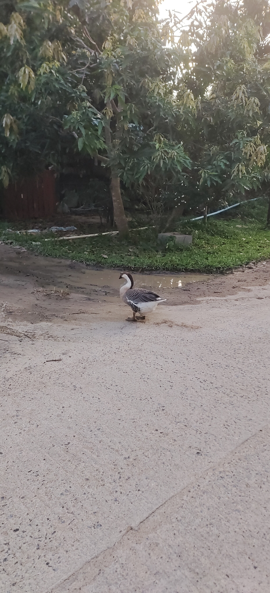A single goose stands on a dirt road near a puddle of water. The goose is facing to the right and is mostly white with black and gray markings on its wings and neck. Its legs and feet are visible. Behind the goose, there is a line of trees with green leaves and a wooden fence. The road is made of concrete in the foreground and dirt in the background. The lighting suggests it is daytime, possibly late afternoon or early morning due to the soft light. This scene is located in the Ko Pha-ngan District, Thailand.