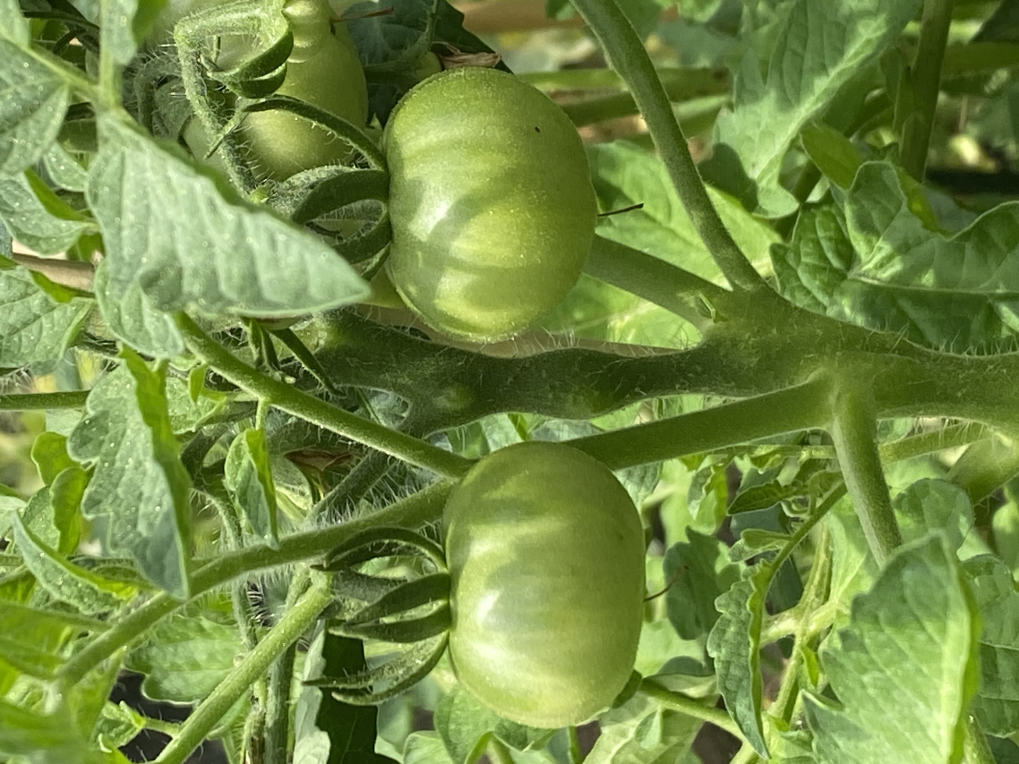 The image shows a close-up view of a tomato plant with several green tomatoes. The tomatoes are round and firm, with a smooth skin that reflects the sunlight. They are attached to the plant by short stems and surrounded by lush green leaves. The leaves are broad and lobed, with a slightly fuzzy texture. The plant is growing in a garden or field, with other plants and foliage visible in the background, suggesting an outdoor setting. The image does not provide any information about the specific location in the city of Purkersdorf, Austria.