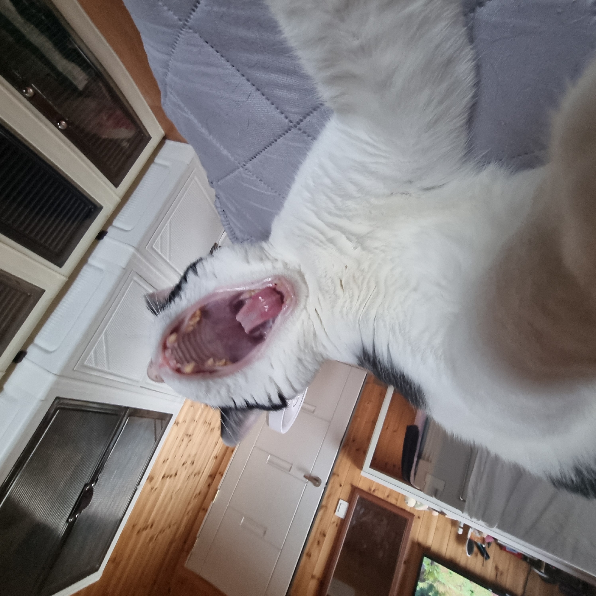 A black and white cat is captured in a close-up shot, yawning widely. The cat's mouth is open, revealing its pink tongue and teeth. The feline is resting on a grey quilted surface, likely a blanket or bed. In the background, a wooden-paneled wall can be seen, along with parts of furniture, including a white cabinet with drawers and a mirror. The lighting suggests an indoor setting, possibly a bedroom or living room. The image does not provide any explicit information about the city of Dunnae-myeon, South Korea.