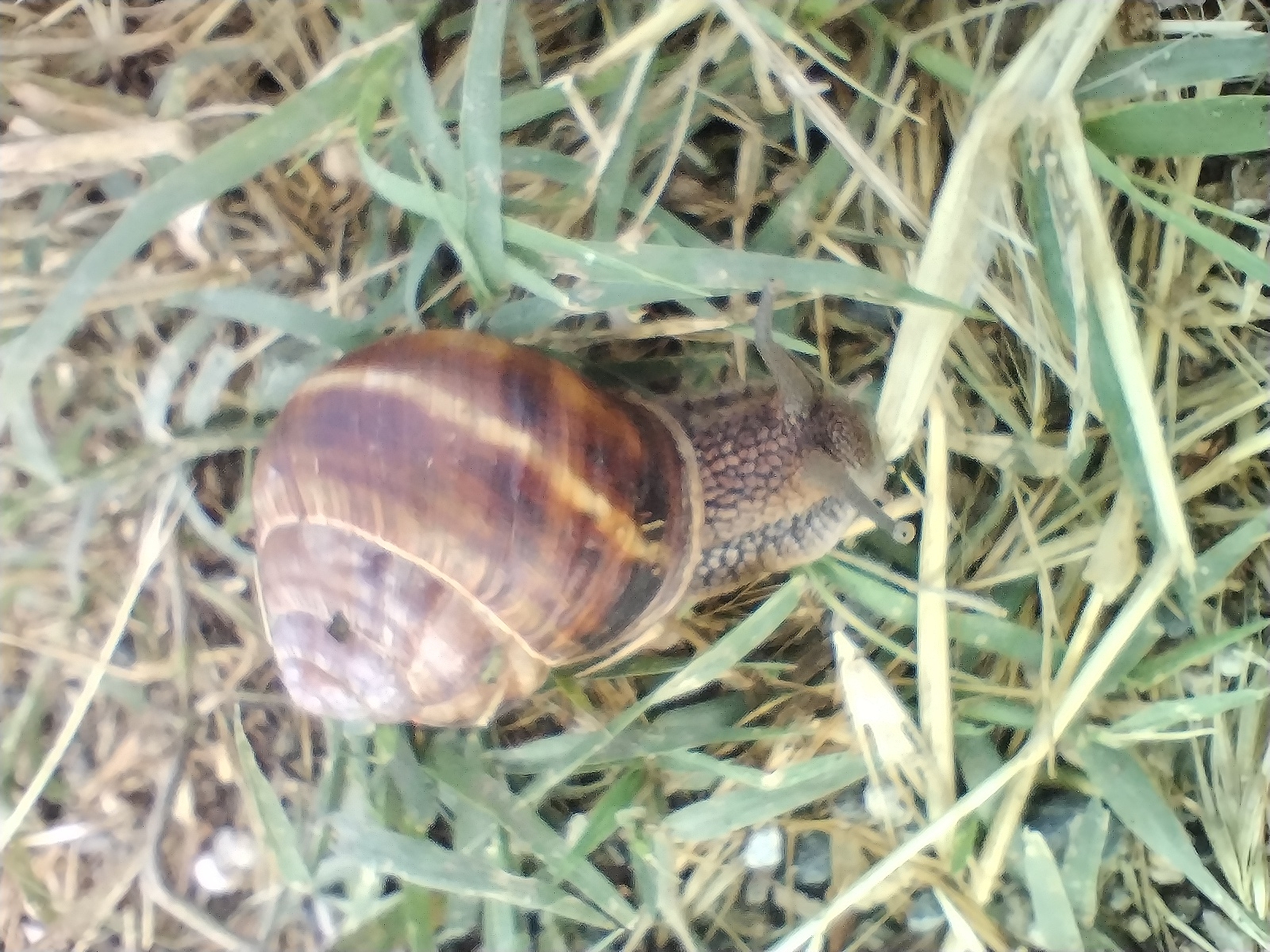A close-up, overhead shot captures a snail moving through a patch of grass and dirt. The snail is the primary subject, positioned diagonally across the frame, with its shell on the left and its extended body and head stretching towards the right.
The snail's shell is a prominent feature, displaying a spiral pattern with shades of dark brown, reddish-brown, and lighter tan stripes. Its body is a mottled grey-brown, characterized by a textured, slightly bumpy surface. Its two upper tentacles (eyestalks) are visible, extended forward, and its smaller lower sensory tentacles are also present near the front of its head. The snail appears to be actively in motion.
The setting is an outdoor, natural environment. The ground is covered with a mix of vibrant green grass blades and drier, yellowish-brown grass. Patches of dark soil and small, light-colored pebbles are visible beneath the vegetation. The lighting suggests it is daytime. The image has a soft, slightly blurred quality, particularly around the edges of the frame. There is no visible text in the image. The location context provided is Roza, Bulgaria.