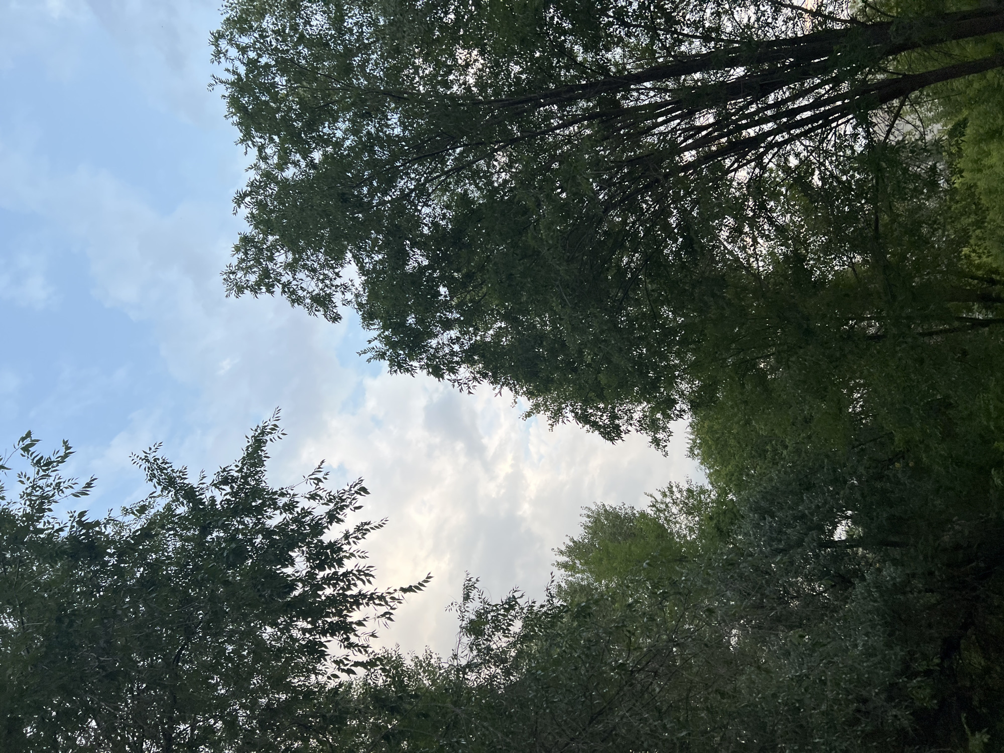 The image captures a view looking upwards through a canopy of lush green trees towards a partially cloudy sky. The sky transitions from a pale blue at the top to lighter tones with scattered clouds in the middle and a bright, hazy area near the horizon. The trees frame the sky from the left, right, and bottom edges of the frame, with some branches and leaves silhouetted against the sky. The foliage is dense and verdant, suggesting a natural or park-like setting. Without further information or visual cues, it is not possible to definitively pinpoint the location in the city of Ulyanovsk, Russia. The scene is devoid of people or any discernible human activity.
