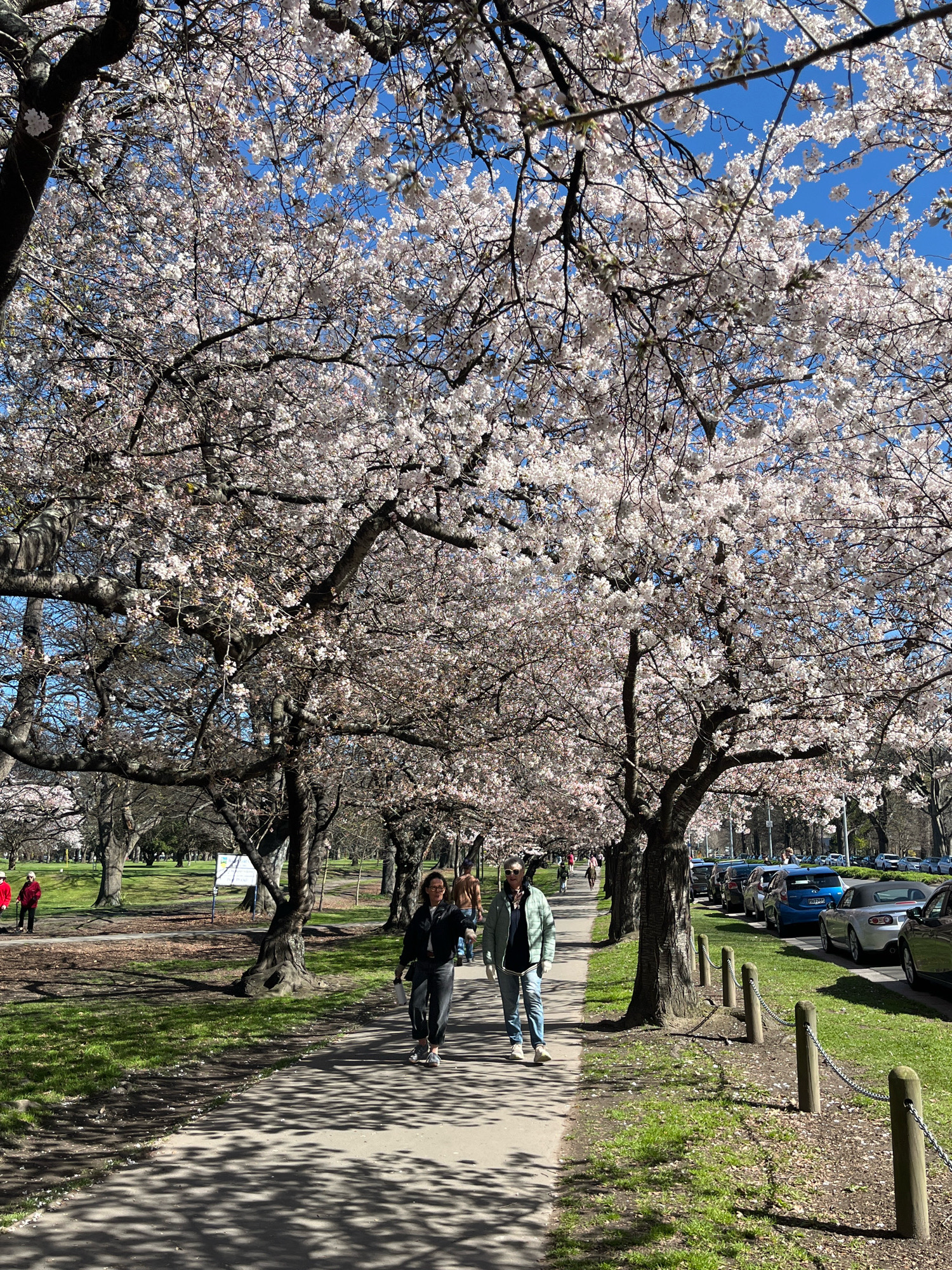 The image depicts a sun-drenched park pathway lined with mature cherry blossom trees in full bloom. The blossoms, predominantly white with hints of pink, create a canopy overhead, casting dappled shadows on the paved walkway. Several individuals are present, walking and enjoying the park. In the foreground, a woman in a light green jacket and jeans walks towards the viewer, holding a water bottle. Behind her, another person in a dark jacket and jeans walks in the same direction. Further down the path, two individuals in red jackets are seen walking away from the camera, with walking sticks. The background reveals a grassy park area with more trees and a street lined with parked cars, including a blue hatchback, a silver convertible, and other vehicles. A wooden fence with chains separates the park from the street. The sky is a clear, vibrant blue. The scene is located in the Linwood-Central-Heathcote Community, New Zealand, likely during springtime.