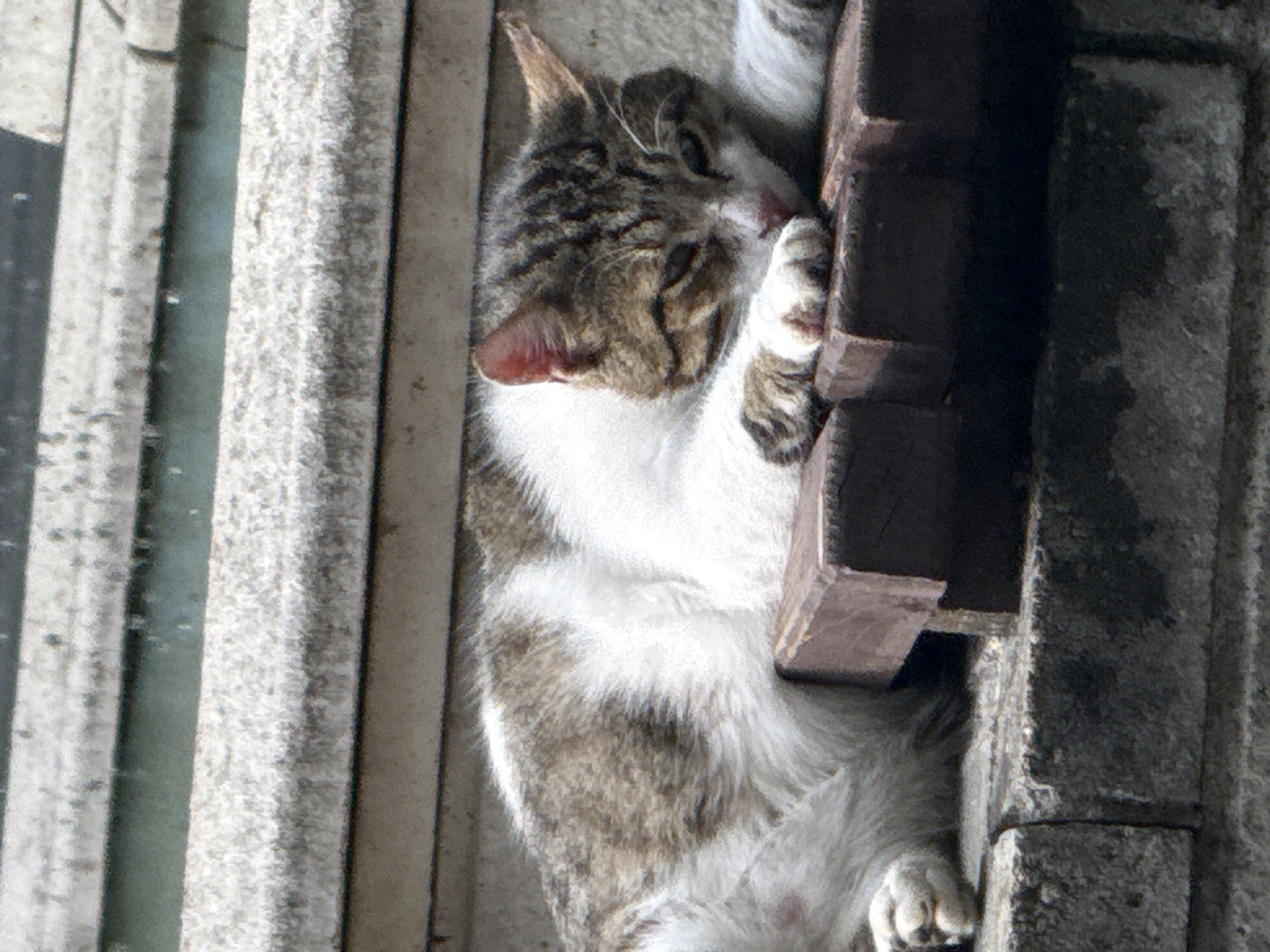 A tabby and white cat is lying down on a brick ledge in Shumen, Bulgaria. The cat is mostly white with brown tabby markings on its head, back, and legs. Its eyes are closed, and its head is resting on its paws. The cat is positioned on a dark brown brick ledge. Behind the cat, there are layered, light-colored concrete structures with some debris on top. The overall environment appears to be outdoors, possibly a rooftop or a ledge on a building.
