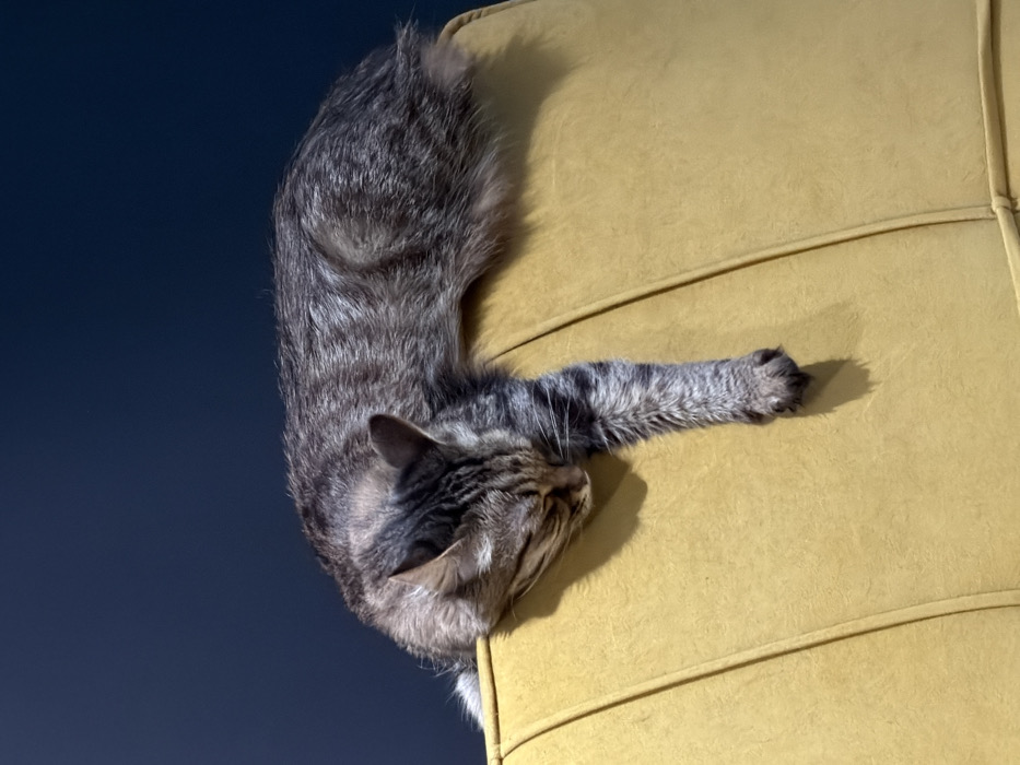 A domestic cat, identified by its grey and brown tabby coat pattern, is depicted resting on the top edge of a mustard-yellow upholstered furniture piece, likely a sofa or chair back, within an interior location in Ust-Ilimsk, Russia. The cat lies on its ventral side with its head lowered, eyes closed, and facing towards the left, indicating sleep or repose. Its left forelimb extends vertically downwards from the furniture. The fur exhibits distinct striping and texture. The immediate background consists of a solid, dark blue wall. No human subjects or interactions are present in the scene. Illumination appears to be from an internal light source, creating subtle shadows.