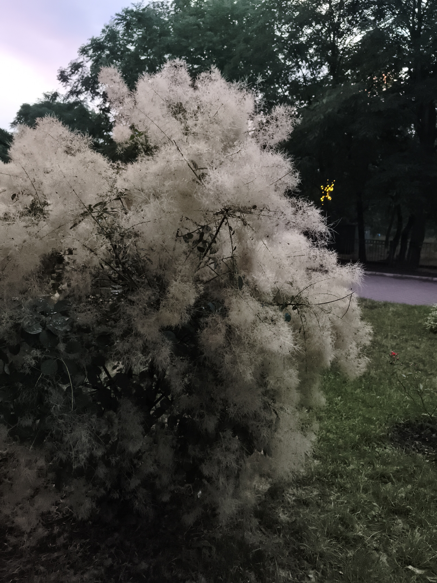 The image shows a large, fluffy, white flowering bush in the foreground. The bush is dense and appears to be in full bloom, with delicate, feathery plumes covering its branches. Behind the bush, there are dark green trees. In the background, a street or pathway is visible, along with a fence and some streetlights emitting a warm, yellow glow. The sky above is a pale, dusky color, suggesting it is either early morning or late evening. The ground is covered with grass and some dark soil. There are no people or animals visible in the image. The scene appears to be an outdoor public space, possibly a park or residential area, in Kropyvnytskyi, Ukraine, given the context. The lighting is dim, contributing to a slightly mysterious or serene atmosphere.