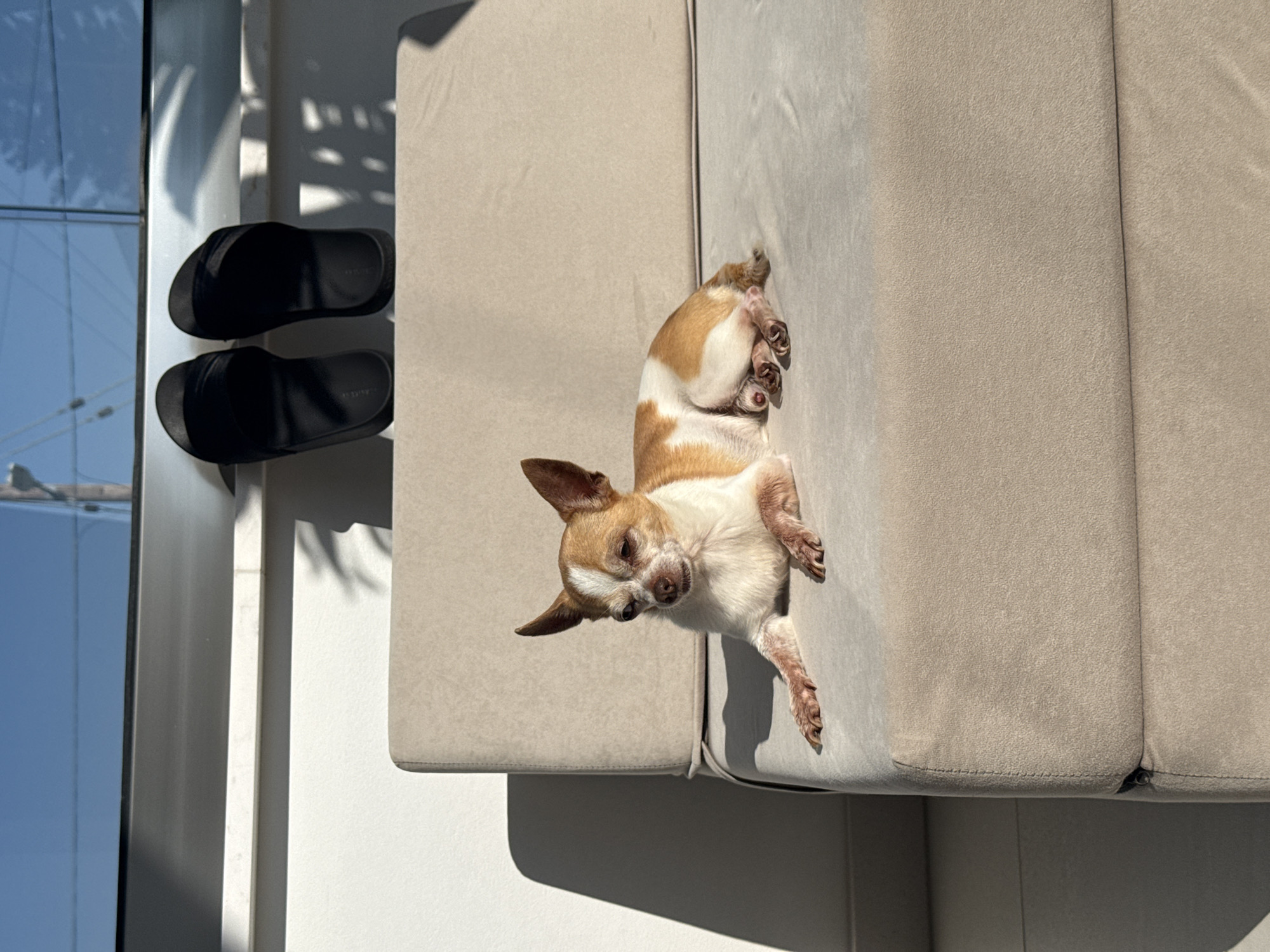 A tan and white Chihuahua dog is lying on a beige outdoor couch in Paphos Municipality, Cyprus. The dog is resting its head on its paws and appears to be looking to the left of the frame. The couch is positioned on an outdoor patio area, with a white wall and a railing visible in the background. A pair of black flip-flops are placed on the railing above the couch. The scene is bathed in bright sunlight, casting shadows on the wall and patio. The sky above is clear and blue.