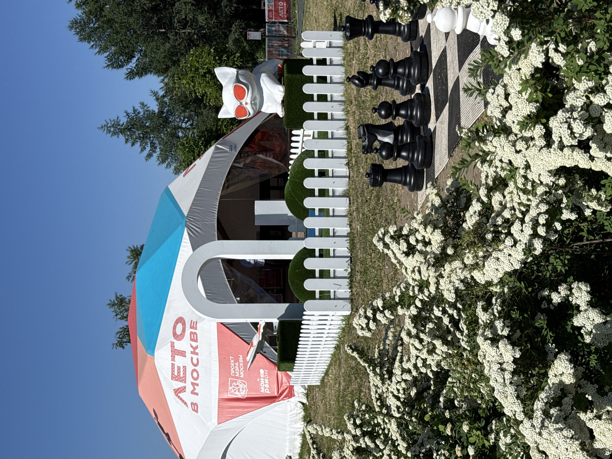 The image depicts an outdoor recreational scene under a clear blue sky, indicative of a summer day in Moscow, Russia. In the center, a large, multi-paneled event tent features sections of white, pinkish-orange, and light blue fabric. Prominently displayed on the tent is the Russian text "ЛЕТО В МОСКВЕ" (Summer in Moscow) and "ПРОЕКТ МЭРА МОСКВЫ" (Mayor of Moscow's Project), along with "МОЙ РАЙОН" (My District), identifying the location and sponsor. A white arched entrance leads into the tent.
In front of the tent, a low white picket fence encloses a small display area featuring artificial green topiary, including a square and a spherical shape. Positioned behind the fence, on a square topiary, is a large white sculpture of a cat wearing bright red sunglasses. To the left of the cat sculpture, also behind the fence, a white model airplane is mounted on a stand. A person in a light-colored shirt is partially visible inside the tent on the right.
In the foreground and extending to the right, a large outdoor chess set is laid out on a black and white tiled board. Several oversized black chess pieces, including pawns, a knight, a bishop, and a queen, are arranged on the board. A single oversized white pawn is visible on the far right. The immediate foreground is dominated by dense bushes covered in small white flowers. Beyond the event setup, scattered green grass and various trees, including tall conifers, are visible under the bright sunlight. A small red sign in the background on the right also displays "ЛЕТО В МОСКВЕ."