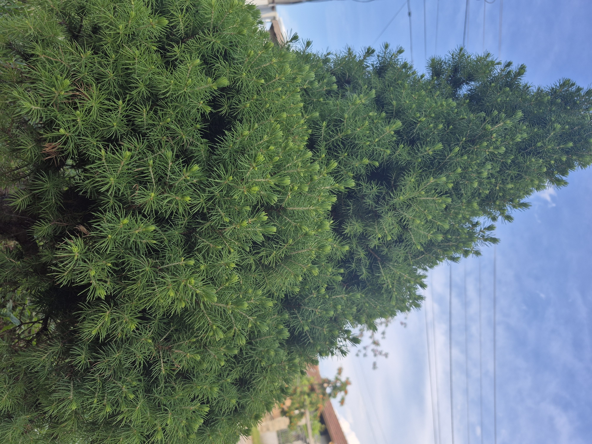A close-up, tilted shot features two dense, bright green coniferous trees against a backdrop of a pale blue sky streaked with wispy white clouds and visible electrical wires. The trees are the primary focus, their needles densely packed, creating a textured appearance. The tree on the left is fuller and more rounded in shape, while the one on the right is taller and more triangular, tapering towards the top. In the lower portion of the image, partially obscured by the trees, there are hints of a building with a reddish-brown roof and some greenery, suggesting an urban or suburban setting. The angle of the shot, looking upwards, emphasizes the height of the trees in relation to their surroundings. While the location of the photo is indicated in the prompt as the city of Slivo Pole, Bulgaria, this information cannot be confirmed by visual information.