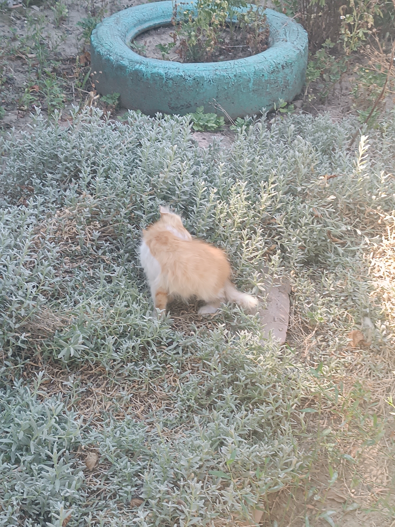 A ginger and white cat is partially visible in the center-right of the frame, facing away from the viewer and towards the left. The cat is amidst dense, low-lying green foliage. In the background, at the top of the image, a teal-colored tire rim is visible, possibly acting as a planter or garden border. The environment appears to be an outdoor setting, likely a yard or garden, with dry grass and dirt visible between the patches of green plants. The lighting suggests it is daytime, with shadows indicating sunlight. The location is identified as Vypasne, Ukraine.
