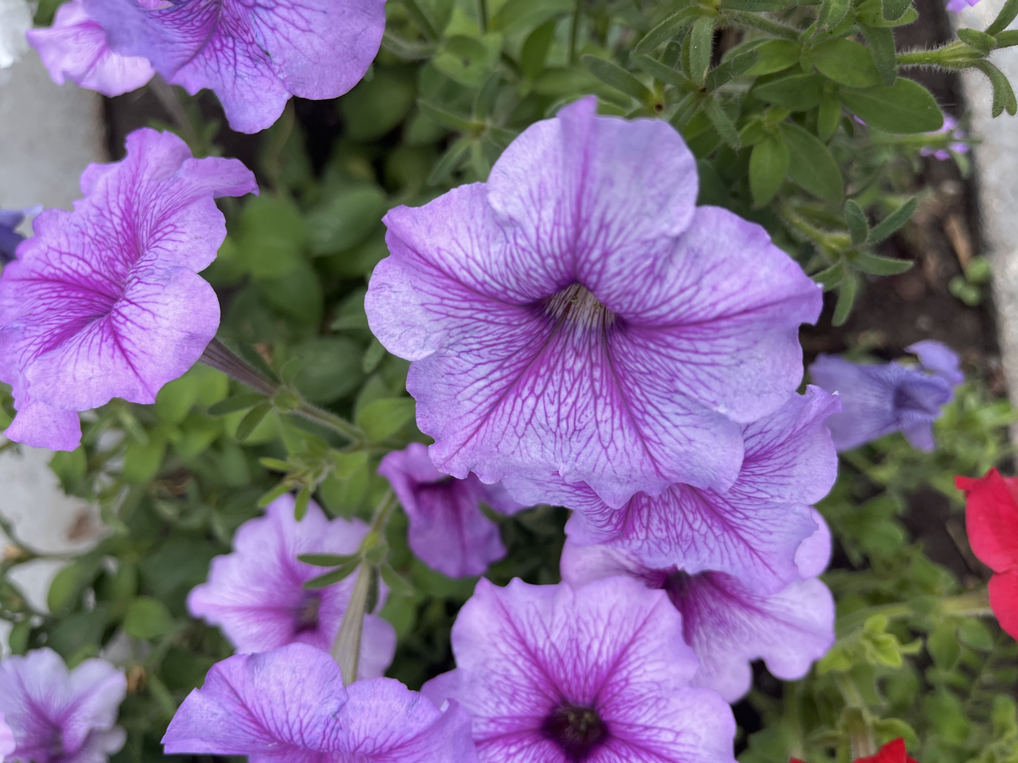 A close-up, overhead view shows a cluster of blooming petunias, primarily in shades of light purple with darker purple veins radiating from their centers. The petals are delicate and trumpet-shaped, with slightly ruffled edges. Some of the flowers are in sharp focus, allowing for a detailed view of their intricate vein patterns, while others are softly blurred in the background. Green foliage and stems surround the flowers. In the lower portion of the image, a hint of bright red petals from another flower is visible, creating a contrasting splash of color. The ground beneath the plants appears to be dark soil. The scene is devoid of any people or animals. The image depicts a garden or floral arrangement, likely outdoors in an urban setting, given the context of Astana, Kazakhstan.