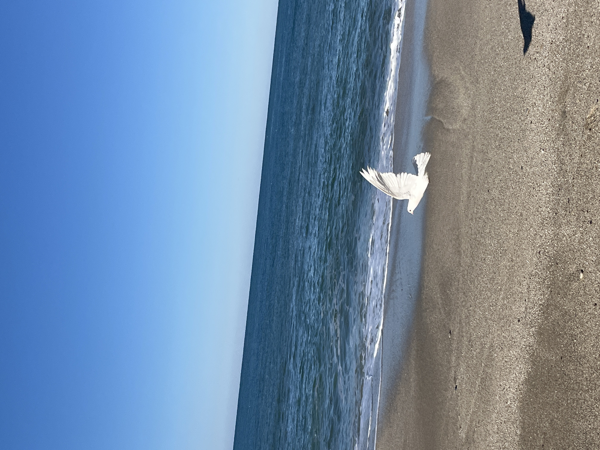 The image shows a seagull in flight over a beach in Alanya, Turkey. The bird is white and its wings are outstretched. The beach is sandy and the water is clear and blue. The sky is a clear blue. The image is taken from a low angle, looking up at the seagull. There are no people visible in the image.