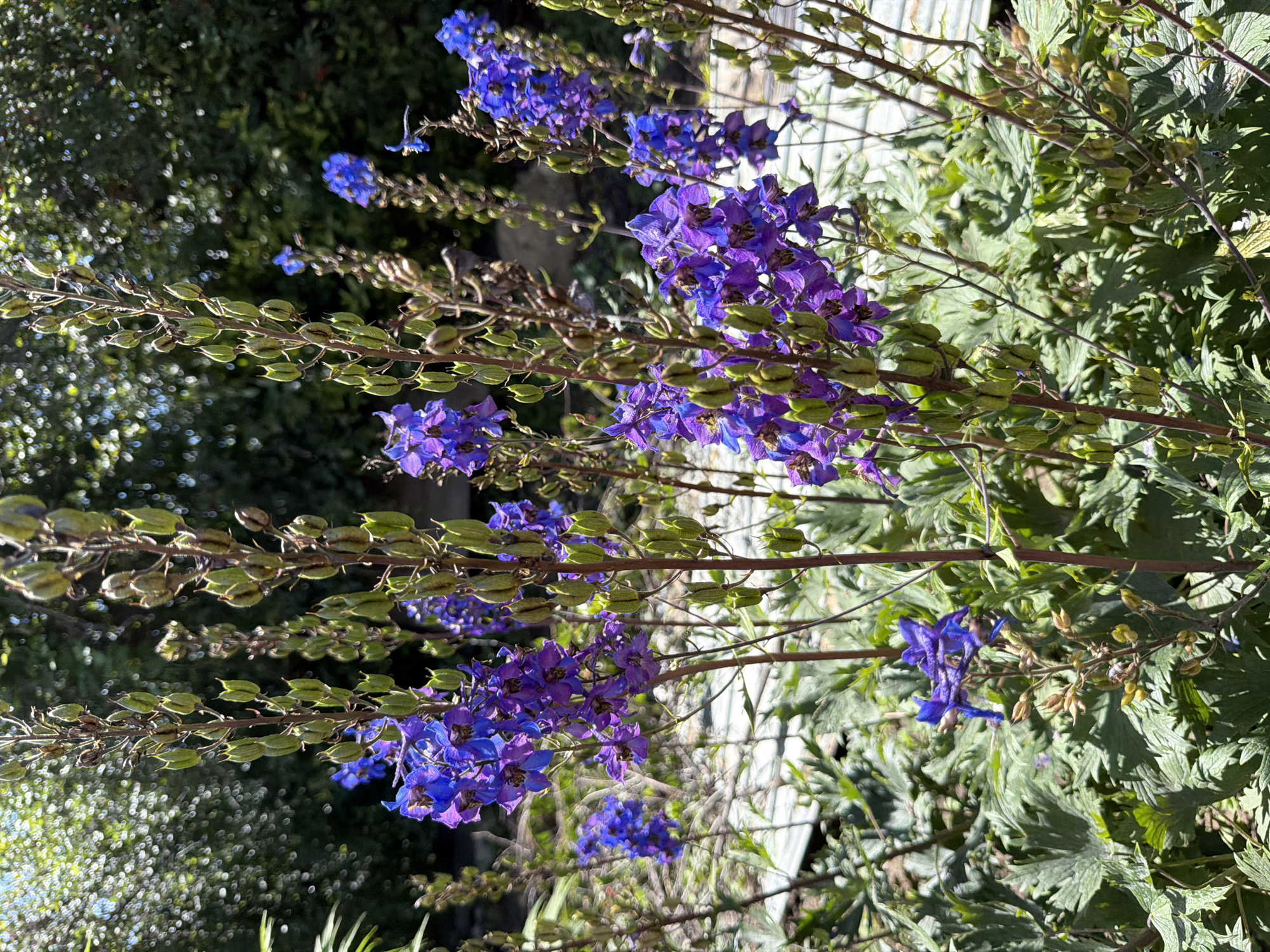 The image shows a close-up view of several tall, flowering plants with vibrant purple and blue blooms. The flowers are clustered along erect stems, with many seed pods visible, indicating the late stage of blooming. The foliage is a rich green, with deeply lobed leaves. The background consists of blurred green foliage and some hints of sunlight filtering through, creating a soft bokeh effect. The overall impression is one of a lush garden setting, likely outdoors in daylight. The scene is peaceful and naturalistic. There are no people or animals visible in the image. Based on the prompt specifying Nezhinka, Russia, it is reasonable to infer this is a garden or park within that location, showcasing native or cultivated flora during the warmer months.