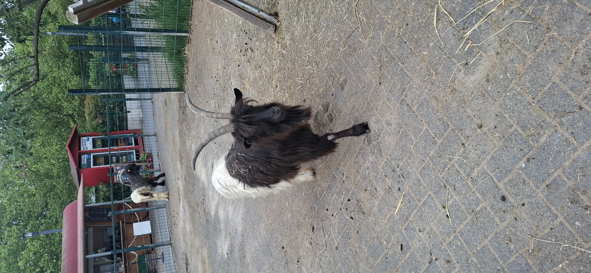 A domestic goat with black and white shaggy fur, prominent curved horns, and a beard stands on a paved area in what appears to be an animal enclosure. The goat is facing the viewer and is in focus. In the background, another goat with lighter fur is visible. Behind the goats, there is a green metal fence. To the left of the fence is a red and white food stand or kiosk, and a red vending machine. Trees and foliage form the backdrop of the scene. The ground is a herringbone pattern of gray paving stones with some dirt and straw scattered on it, consistent with an outdoor animal exhibit. The scene is outdoors, with daylight. The location is the Wildlife Park Hürth, Germany.