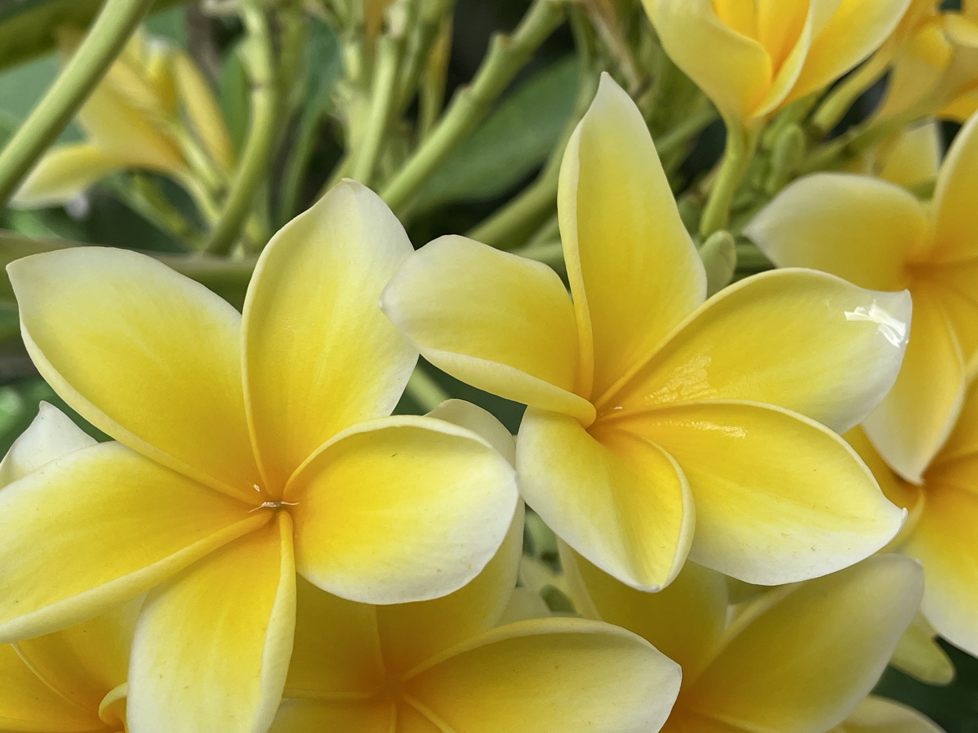 This image shows a close-up view of yellow and white Plumeria flowers, also known as Frangipani. The flowers are in full bloom, with some displaying a deep yellow color that fades into a creamy white toward the edges of the petals. In the background, there are more blossoms and green stems with leaves, creating a dense cluster. The location is indicated as Kuta Selatan, Indonesia, known for its tropical flora, and Plumeria flowers are commonly found there. The scene is a natural setting focused on the beauty of these specific flowers.