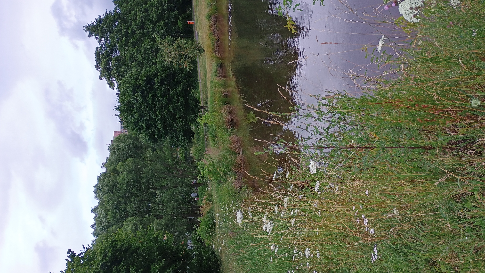 The image depicts a natural scene with a body of water in the foreground and a treeline in the background. The water is calm and reflects the overcast sky. Tall grasses and wildflowers grow along the bank of the water. Behind the vegetation, a dense line of deciduous trees forms a natural barrier, with some buildings visible above the treeline in the distance. The overall impression is one of a park or a natural area within an urban environment. The building in the background appears to be an apartment complex or a similar multi-story structure, likely within the city of Sokolov, Czechia. There are no visible people or animals in the immediate foreground, although some distant figures can be faintly discerned amongst the trees in the middle ground, suggesting a park setting. An orange trash receptacle is visible to the right of the treeline in the middle ground.