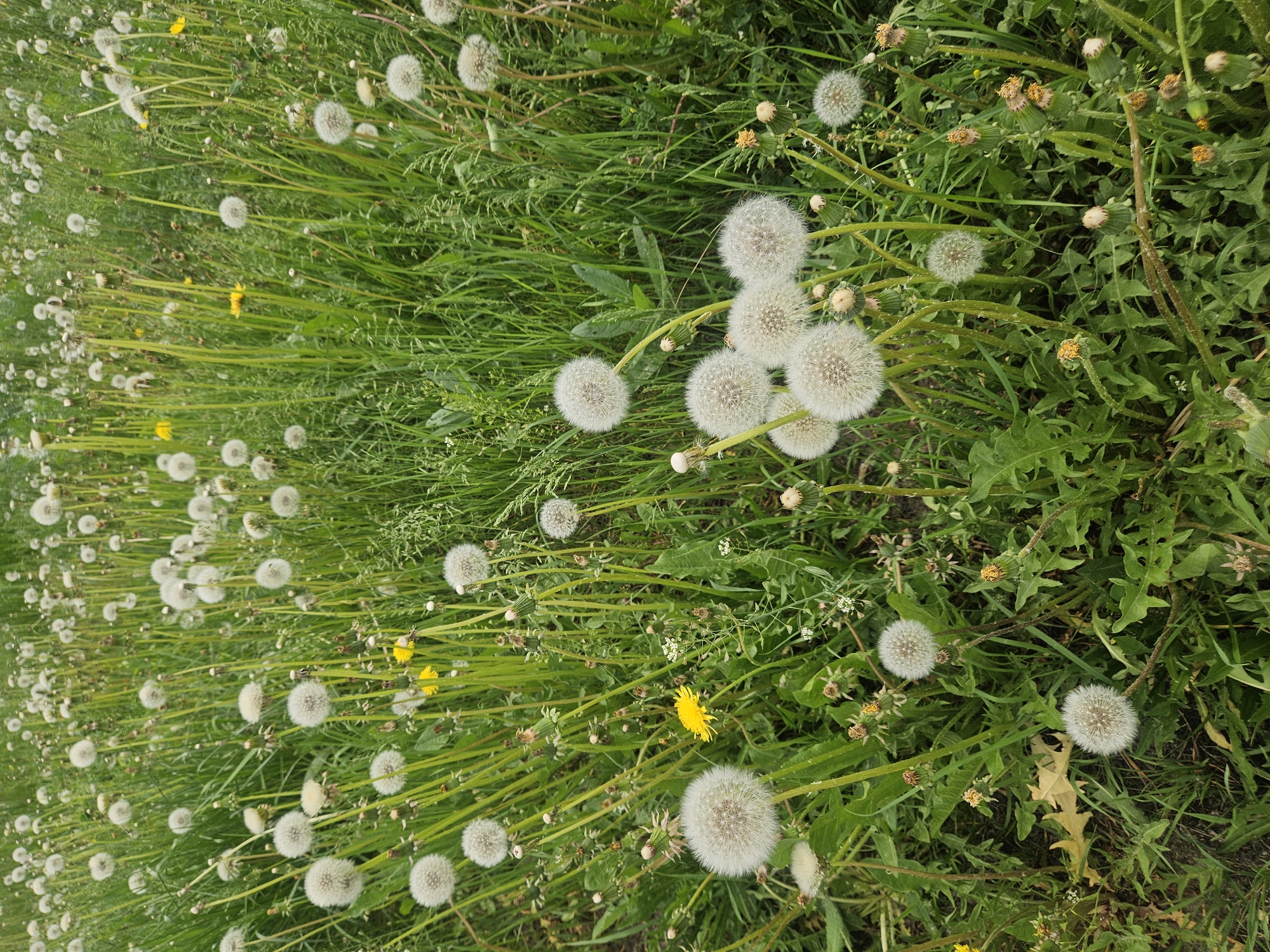 The image depicts a patch of grass interspersed with dandelions in various stages of development, including both yellow-flowered and seed-head (puffball) forms. The location is presumed to be in the city of Речицы, Russia. There are no people present. The composition is predominantly green, with the white dandelions providing contrast. The focus is on the density and variety of the plant life.
