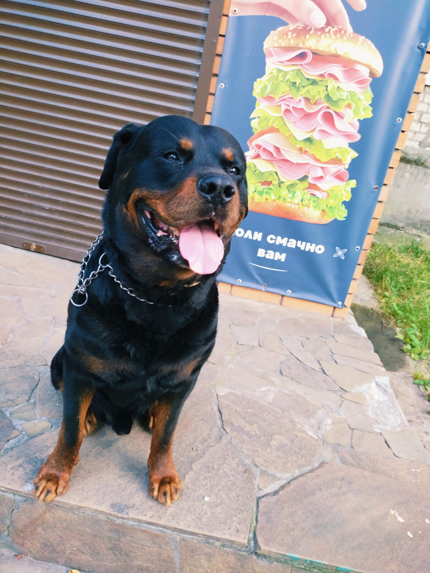 A rottweiler dog sits patiently on a stone patio in front of a building with brown, horizontally slatted siding. A large blue banner with an image of a towering, multi-layered sandwich is displayed behind the dog. The banner also features text in what appears to be Cyrillic script, including the words "СМАЧНО" and "ВАМ," which translate to "delicious" and "you" respectively. A hand is visible at the top of the banner, reaching towards the sandwich. The dog, wearing a silver chain collar, has its mouth open and tongue out, suggesting it might be hot or excited. Its expression is alert and happy. The ground is paved with irregular, light-colored stones. To the right of the banner, there is lush green grass and foliage. The lighting suggests it is daytime, possibly late afternoon or early evening, given the warm tones. The overall scene appears to be an outdoor setting, likely outside a food establishment.