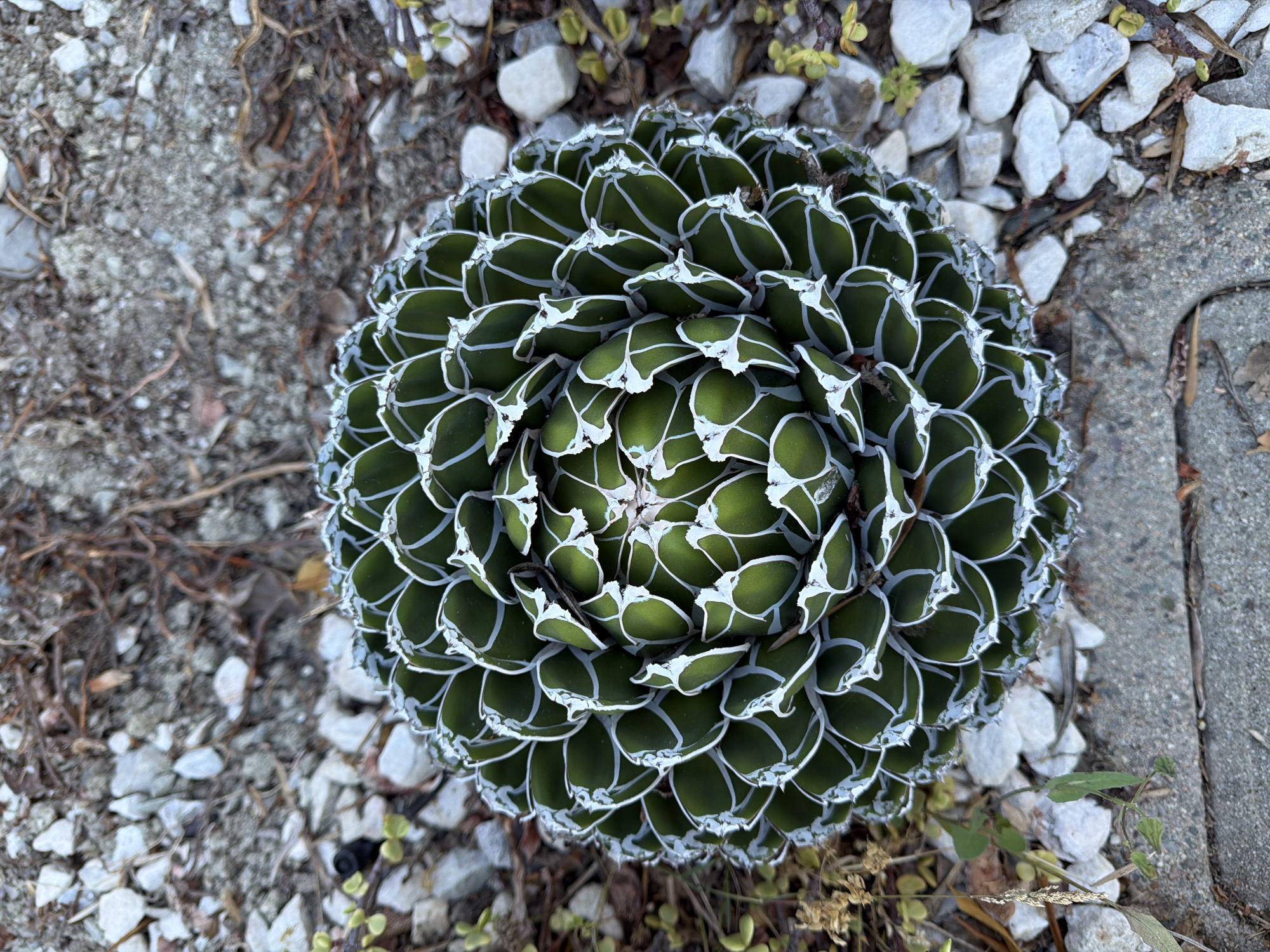 A close-up, overhead view captures a striking Agave victoriae-reginae, commonly known as the Queen Victoria Agave, nestled amongst pebbles and a concrete border. The succulent's rosette formation is the central focus, with its dark green leaves edged and veined with a distinctive white pattern, creating a beautiful contrast. The leaves are tightly packed, spiraling inwards to a compact center, showcasing the plant's intricate geometry.
The surrounding environment suggests an outdoor setting, possibly a garden or a natural xeriscape landscape, given the presence of small, white stones and dry, brown organic debris, like twigs and dried grass. A portion of a gray concrete curb or paving stone runs along the right side of the frame, providing a textural contrast to the plant and the loose gravel. The lighting appears to be natural daylight, casting subtle shadows that highlight the succulent's sculptural form. The scene is still and quiet, with no people or animals visible, emphasizing the solitary beauty of the plant. The location is identified as Aliso Viejo, United States of America, which aligns with the arid-adapted nature of the succulent. No text is visible in the image.