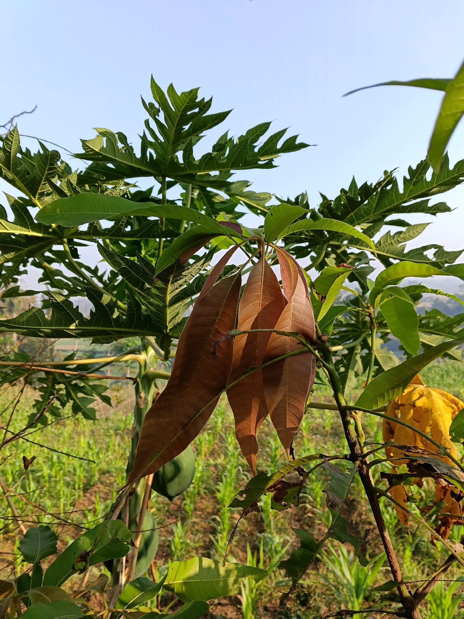 In Subang, Indonesia, a close-up shot captures a cluster of dried, brown mango leaves hanging from a branch. Behind them, vibrant green papaya leaves fan out against a clear, pale blue sky. The background reveals rows of young green plants, likely a crop, stretching into the distance under the bright daylight. A green mango fruit is visible on a branch in the mid-ground.