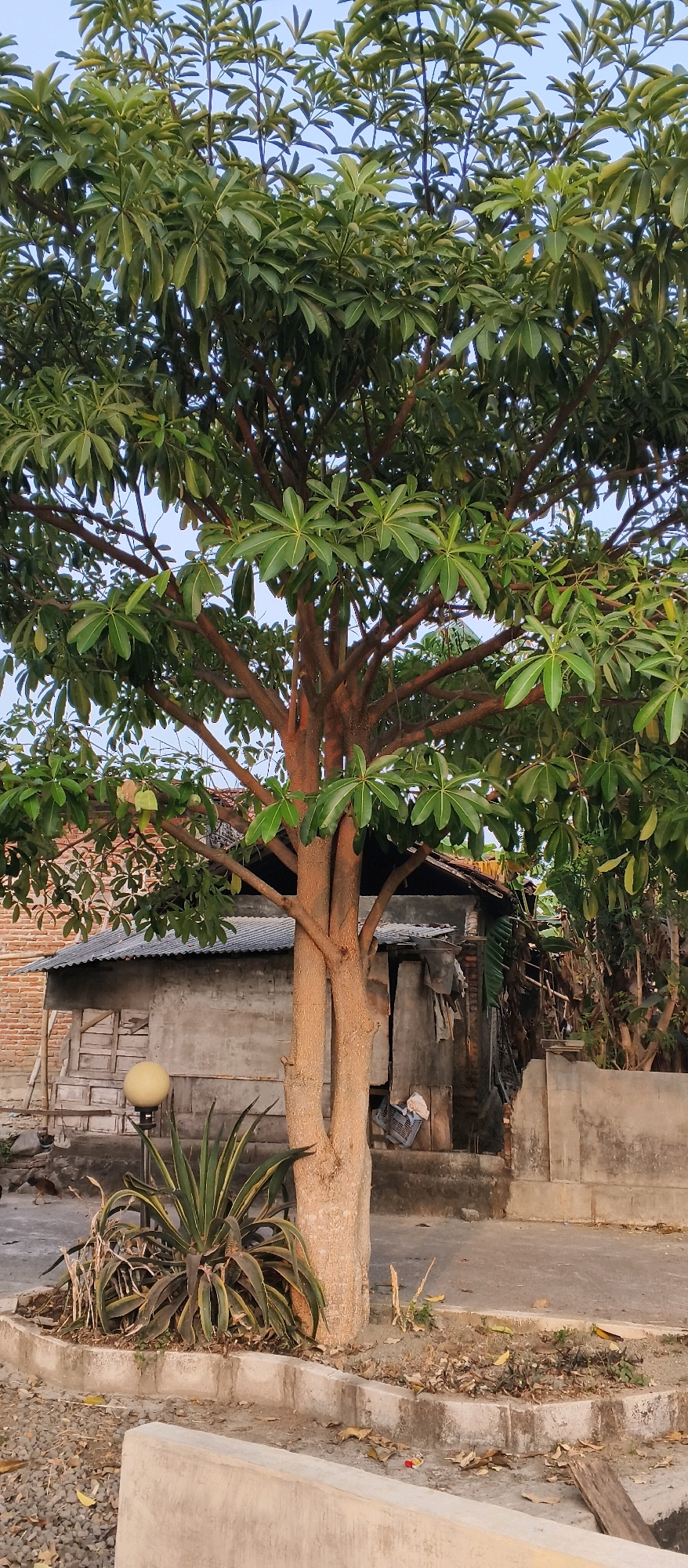 This is a vertical, eye-level, full-shot photograph of a large tree with lush green leaves, set against a backdrop of a simple, weathered house and an overcast sky. The tree's trunk is thick and appears to be made up of two fused parts, with reddish-brown bark. Its branches spread widely, creating a canopy of foliage that dominates the upper portion of the image.
In the mid-ground, behind the tree, is a humble dwelling. The house has a corrugated metal roof and walls that appear to be made of concrete and wood. Some parts of the house show signs of disrepair, with exposed brickwork visible in places. To the left of the house, a yellow, spherical light fixture stands on a pole, partially obscured by the tree's lower branches. In front of the house, a spiky, succulent plant grows near the base of the tree. The ground in the foreground is covered with gravel and scattered leaves, and a low concrete border encloses a small planting bed.
The scene suggests a rural or semi-urban setting in Japanan, Indonesia, possibly a residential area with older structures. The lighting indicates it may be late afternoon or early morning, as the light is soft and diffuse. There are no people or animals visible in the photograph.