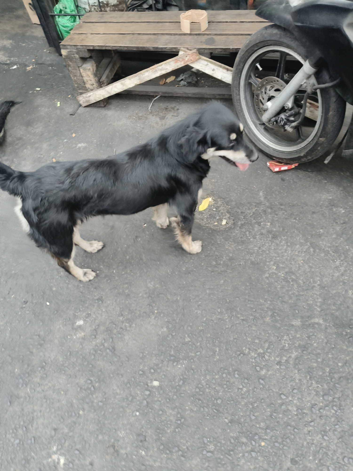 A medium-sized black dog with tan legs and muzzle stands on a paved surface, looking to the right with its tongue slightly out. The dog's tail is visible on the left. In the background, a wooden pallet structure is present. To the right of the dog, a motorcycle wheel is visible, resting on a red box. The scene appears to be an outdoor area, possibly a street or a market, with debris on the ground. The location is identified as South Tangerang, Indonesia.
