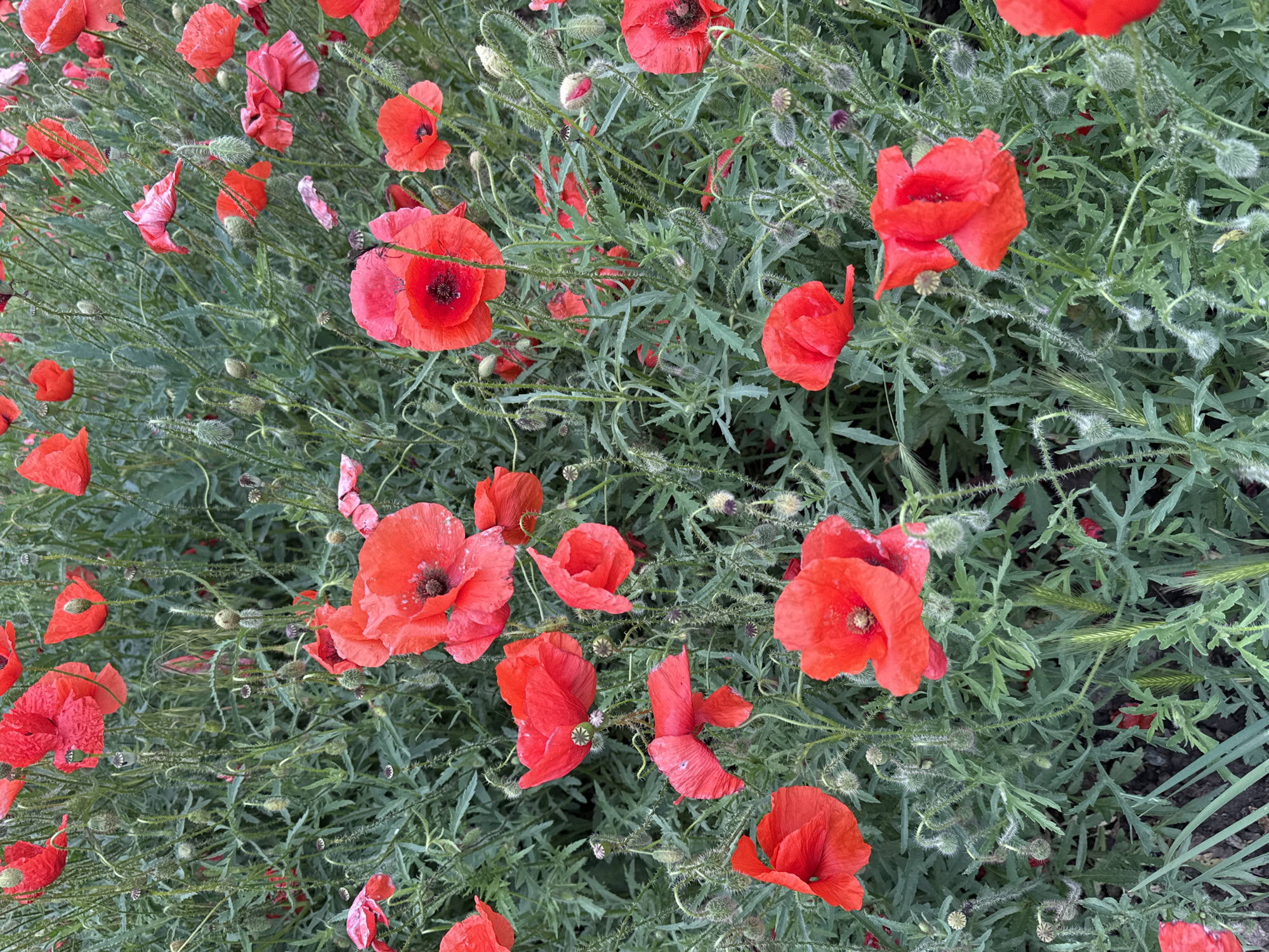 The image depicts a dense field of red poppies interspersed with green foliage, likely located in Kryvyi Rih, Ukraine. The poppies are in varying stages of bloom, with some fully open and others still in bud. The green foliage appears to be a mix of grasses and other plants, providing a textured background for the vibrant red flowers. The composition suggests a natural, untended setting.
