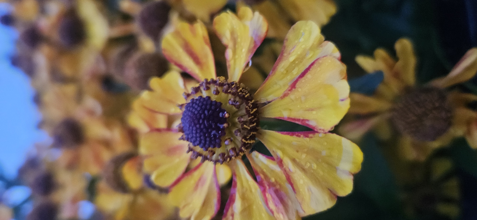 In Liozna, Belarus, a close-up, vertical photograph captures a cluster of yellow and red flowers. The central focus is on a single bloom with bright yellow petals streaked with crimson, surrounding a dark purple center. The petals are adorned with tiny water droplets, suggesting recent rain or dew. The background is a bokeh of more flowers in similar colors and shades of brown, with a hint of the pale blue sky at the very top. The overall mood is one of natural beauty and tranquility.