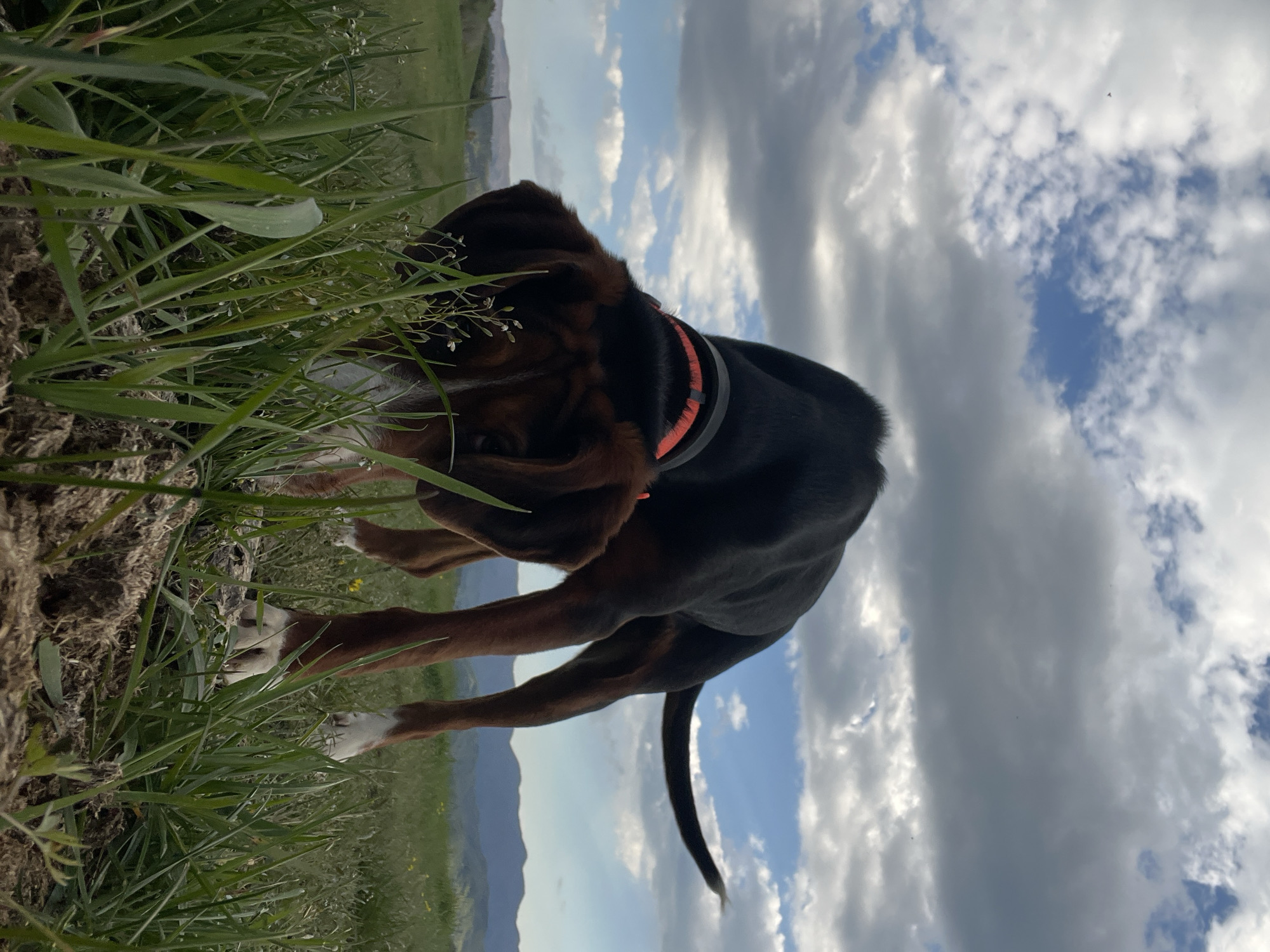 A medium shot captures a brown and black dog in a grassy area against a backdrop of a cloudy sky and distant mountains. The dog is wearing an orange collar. The grass and soil are in the foreground, with the sky and mountains filling the background. The location is likely Turyan, Bulgaria, based on the prompt's instruction.