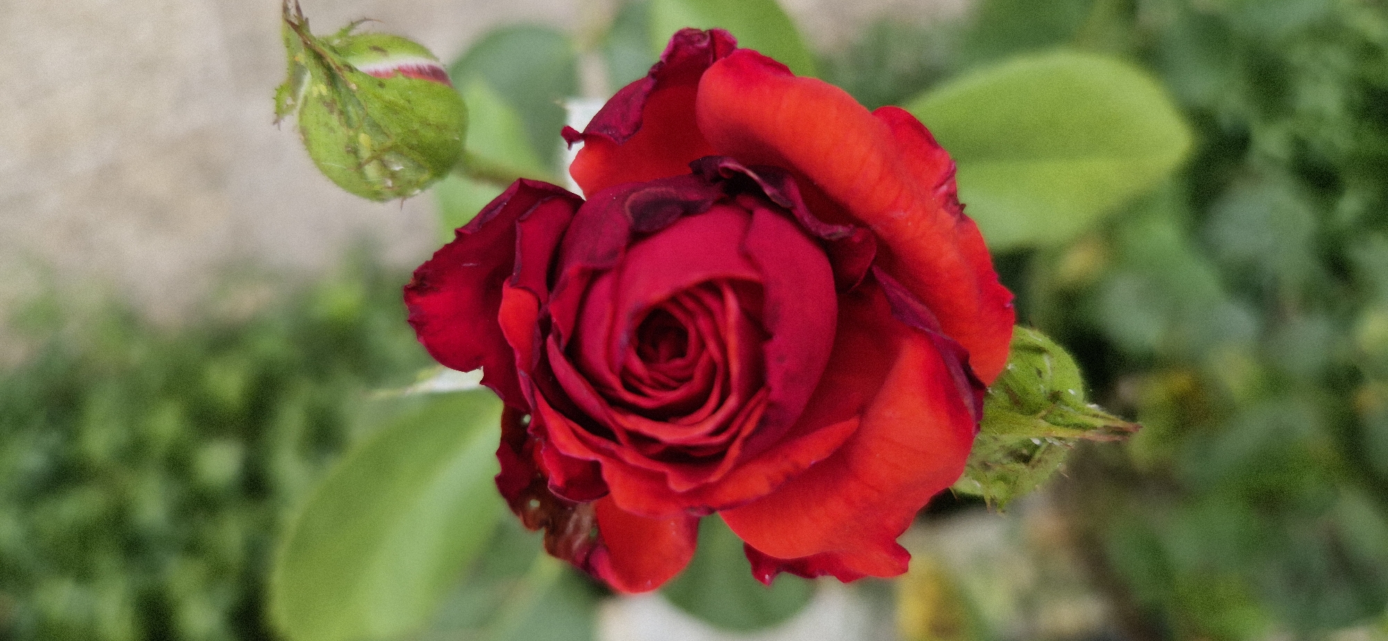 A close-up, overhead shot captures a vibrant, fully bloomed red rose. The rose is the central subject, with its deep red petals tightly furled in the center, gradually unfurling outwards. The edges of some outer petals show slight imperfections and darker red shading, suggesting the rose is in its prime. To the left of the main bloom, a tightly closed rose bud, still in its green sepals, is visible. Another smaller green bud appears on the right side of the frame.
The background is a soft blur of green foliage, indicating the rose is growing outdoors, likely in a garden. A pale, textured area, possibly a wall or pavement, occupies the upper left corner of the image. The lighting appears natural, suggesting daytime, possibly morning or late afternoon given the soft quality. No people are visible, and there is no text in the image. The overall mood is one of natural beauty and tranquility.