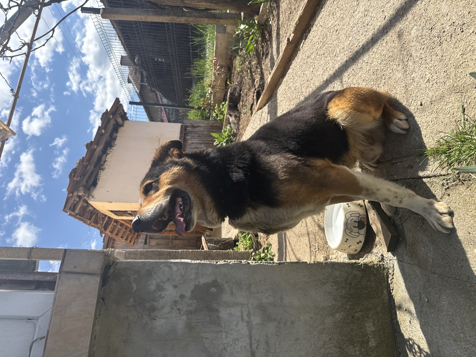 The image shows a medium-sized dog, black, brown, and white in color, panting in what appears to be a backyard in Prevala, Bulgaria. The dog is standing next to a white dog bowl with a cartoon dog design. The backdrop includes a partially destroyed structure with exposed wooden beams, a wire fence, some greenery, and a blue sky with white clouds. The foreground features a concrete wall or ledge.