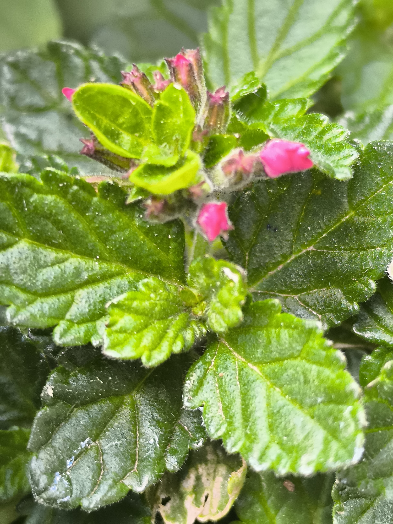 The image presents a close-up, high-magnification view of a plant, located in Dercekliai, Lithuania. The primary subject is a dense cluster of vibrant green foliage interspersed with several bright pink flower buds. The leaves are predominantly green, varying slightly in shade, with visible veins and a textured, often fuzzy or hirsute surface, particularly along the margins and stems. Multiple small, tightly closed, conical pink flower buds are evident, primarily concentrated in the upper central area of the frame, signaling an early stage of bloom. Some leaves display small, reflective water droplets on their surfaces. The background is an indistinct blur of green and dark tones, providing depth and emphasizing the sharp focus on the plant. No human subjects, animals, or man-made objects are visible within the frame. The lighting is diffused, illuminating the plant's details and colors evenly.
