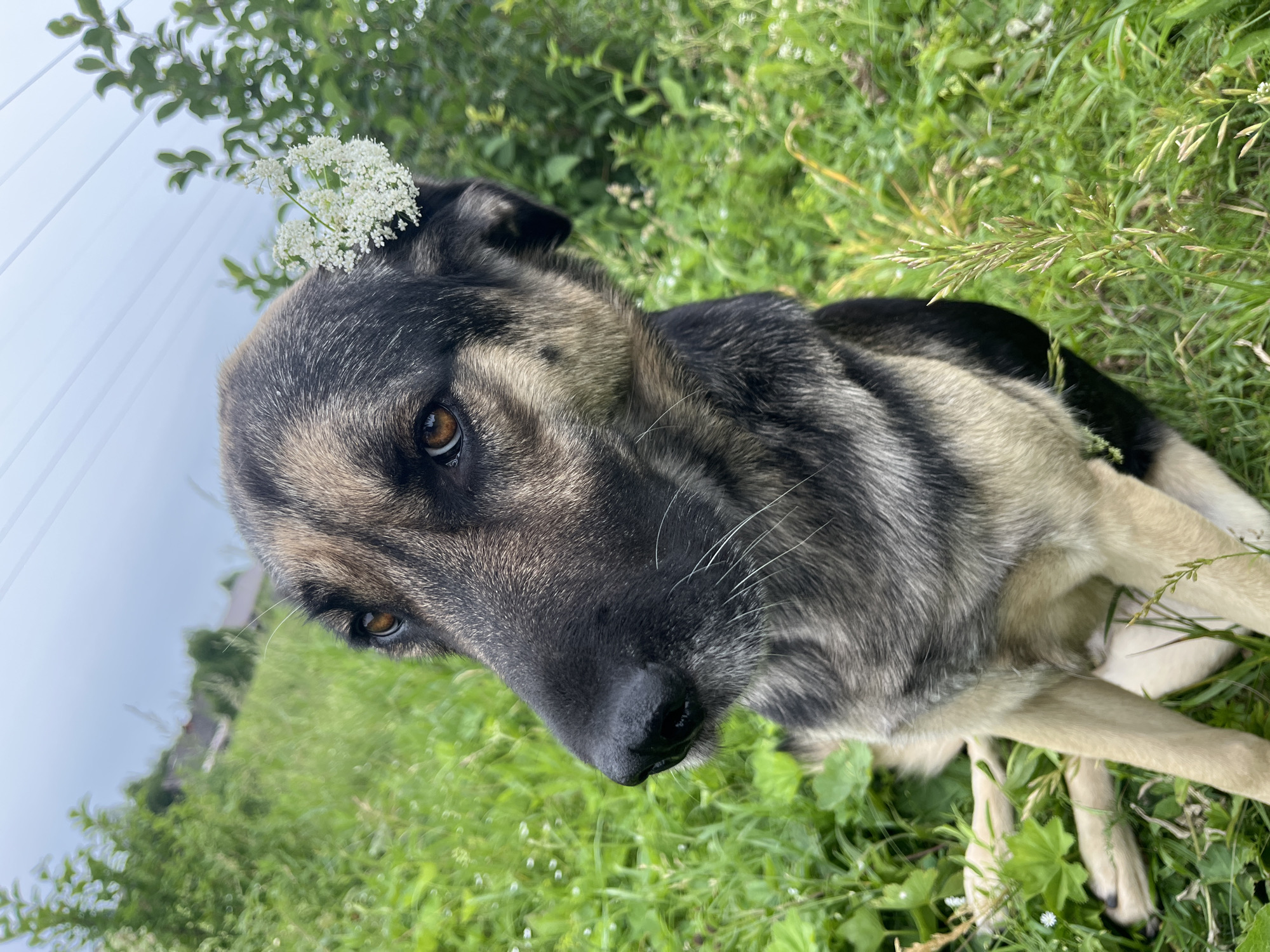 The image shows a close-up, rotated view of a German Shepherd dog lying in green grass. A small cluster of white flowers rests on the dog's head, near its ear. The dog's head is tilted and its brown eyes are looking directly at the camera. Its fur is a mix of black, gray, and tan. The background consists of more green grass and some foliage from trees. In the upper left portion of the image, some vertical white lines can be seen, possibly part of a structure or fence, and a bright, overcast sky. In the blurred background, a building and some trees are faintly visible. The scene appears to be outdoors in a natural setting, likely during the daytime given the lighting. No text is visible in the image.