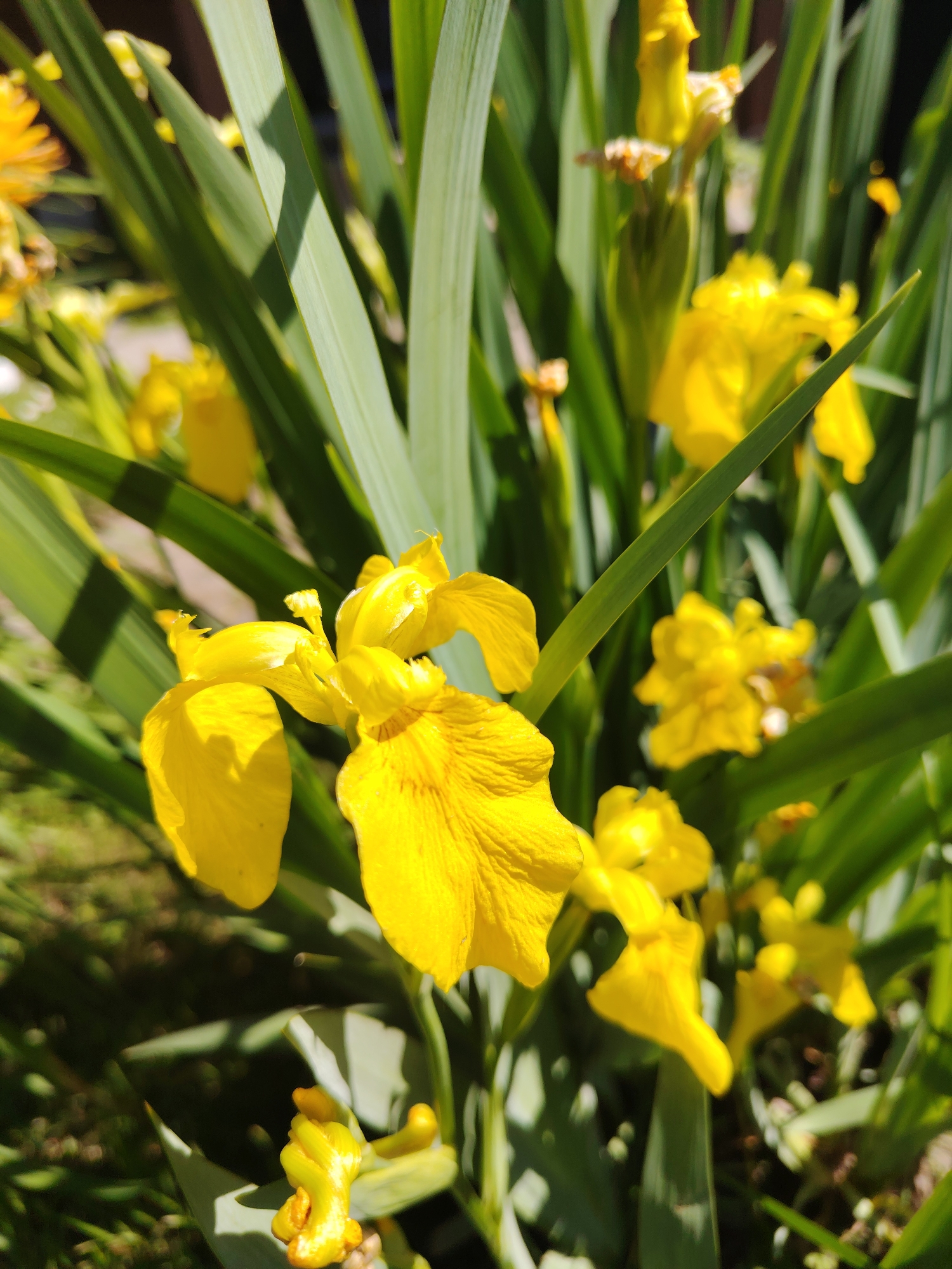 A group of bright yellow iris flowers, their petals slightly ruffled and showing texture, are in full bloom. The flowers are surrounded by long, slender green leaves that partially obscure some of the blooms. The lighting suggests it is a sunny day, casting shadows across the leaves and highlighting the vibrant yellow of the flowers. The background is blurred, showing hints of dark green foliage and possibly a wooden fence, indicating an outdoor setting. The scene is tranquil and natural, with a focus on the beauty of the flowers.