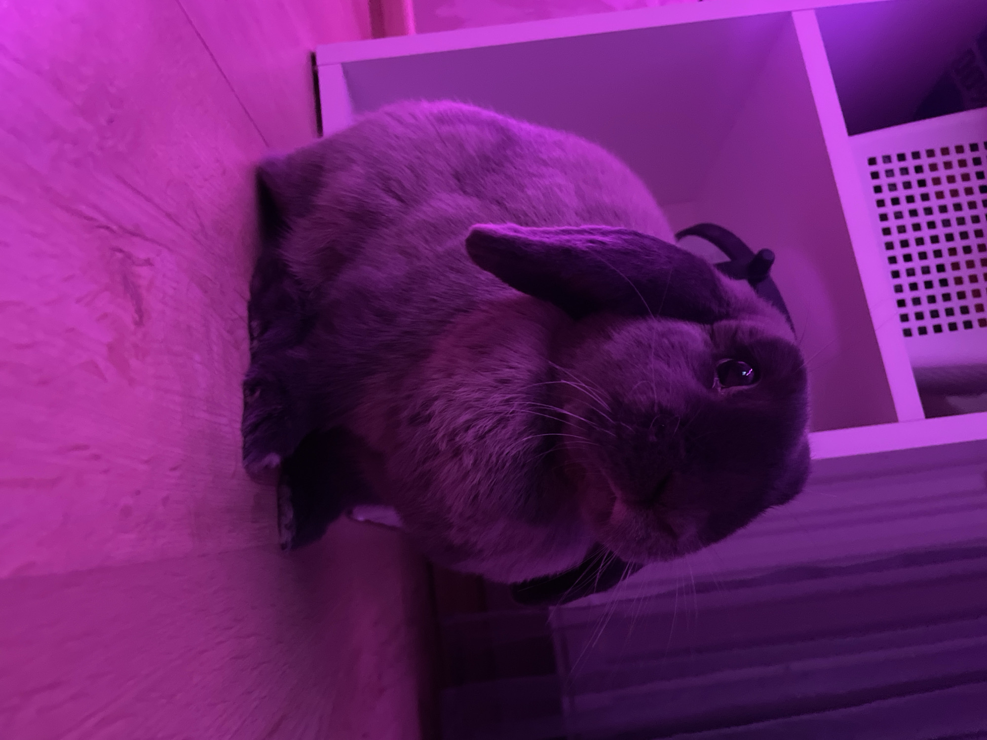 An indoor photograph, taken in Votkinsk, Russia, features a lop-eared rabbit prominently in a domestic setting. The entire scene is dramatically illuminated by a strong pink and purple light, suggesting evening or nighttime. The rabbit, with grey-brown fur and darker ear tips, is positioned within or next to a white cubby-style shelving unit. A black strap or harness is visible on the rabbit's back. Its face, with visible whiskers and a dark eye, is turned towards the camera, conveying a calm or curious demeanor. Inside one of the shelves of the white unit, a white plastic basket with square perforations is visible. To the left, a light-colored wooden floor, also bathed in the intense pink light, runs vertically. There is no visible text.