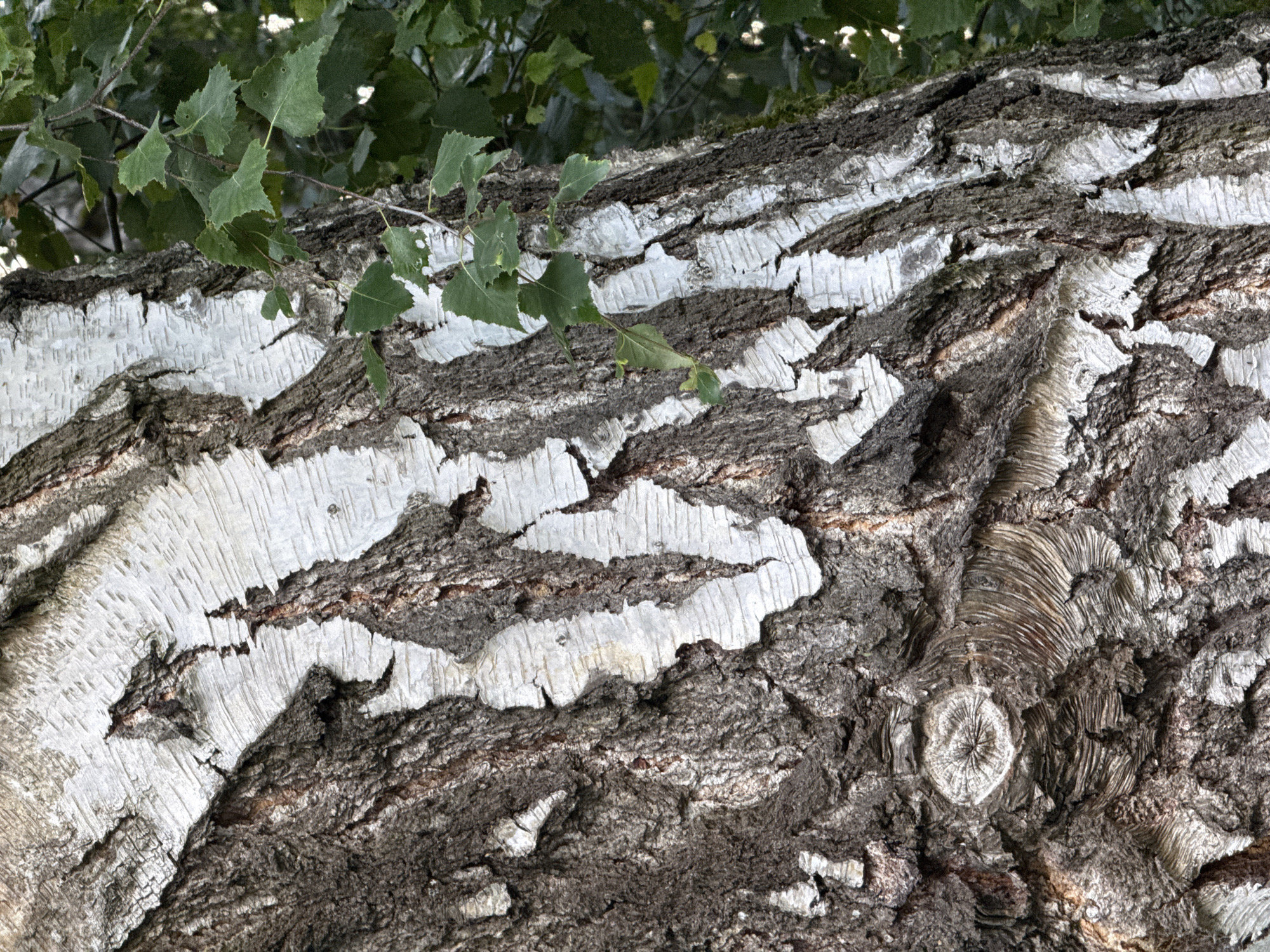 This is a close-up, portrait-oriented photograph of the bark of a birch tree. The bark is predominantly dark brown and rough, with distinctive vertical strips of peeling white bark. The white bark is textured with horizontal lines and has a papery appearance, with some areas torn and revealing the darker bark underneath. In the upper right portion of the image, a few green birch leaves are visible, attached to thin branches that extend into the frame. The background is filled with the dark green foliage of other trees and plants. The image provides a detailed view of the tree's texture and natural imperfections. There are no people, actions, or interactions depicted. The location in Tallinn, Estonia, is not discernable from the visual information presented in the image.