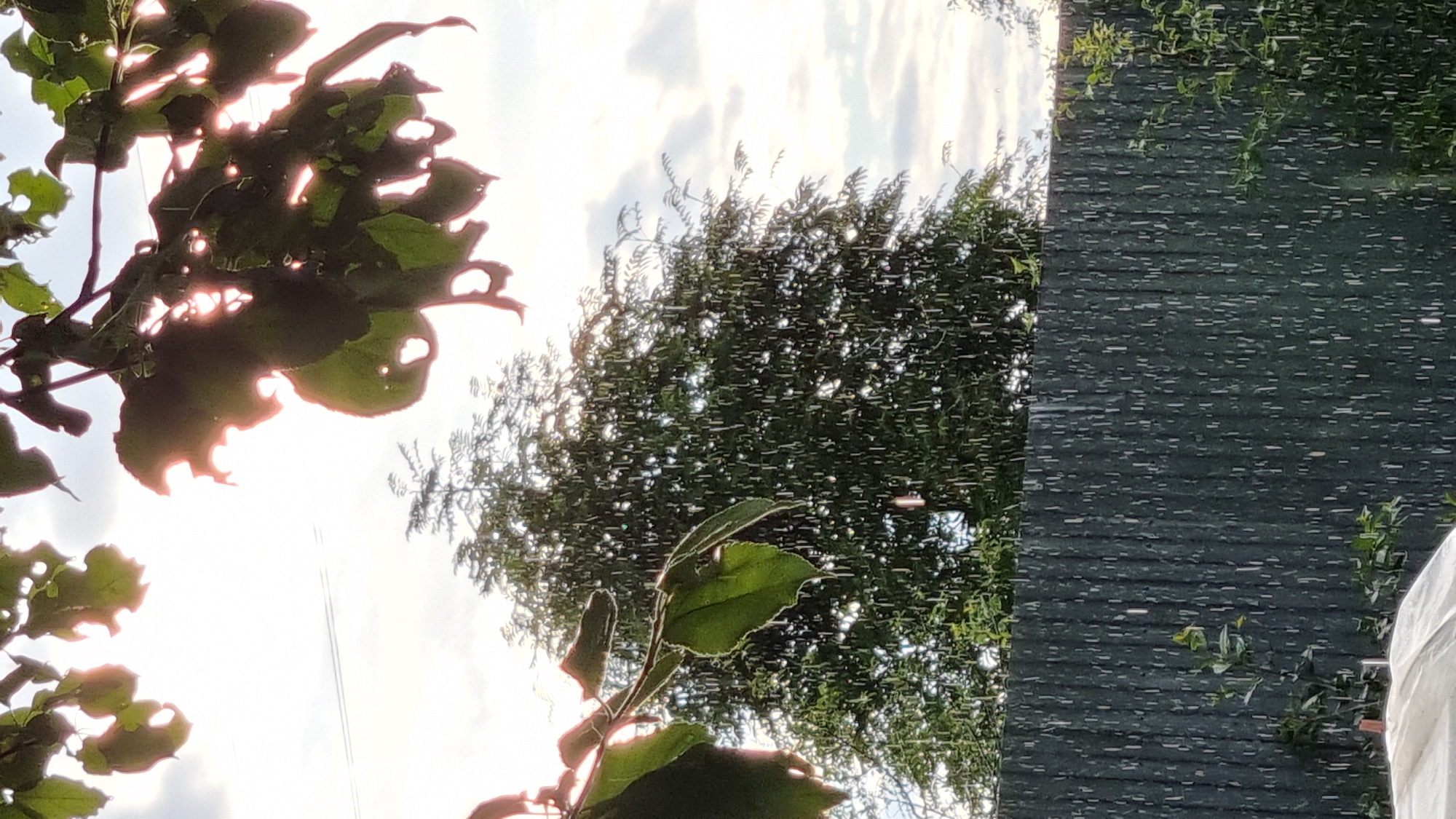 The image is a close-up, vertical shot of lush green foliage against a bright sky. The leaves in the foreground are large and have irregular, torn edges, allowing sunlight to filter through them, creating a dappled effect. In the background, a dense canopy of trees is visible, with a textured, dark green surface to the right, possibly a fence or wall. The sky is overcast with patches of bright light suggesting it is daytime, perhaps late afternoon due to the warm glow. The overall impression is of a natural, outdoor setting, likely a garden or park in Vysokoe, Russia. There is no visible text in the image.
